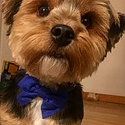 Bj Louie is registered to the contest to win money with this photo: adorable, animal, black, bow_tie, brown, carpet, close_up, companion, curious, cute, dog, domestic, floor, fur, indoor, looking, pet, portrait, small_dog, white