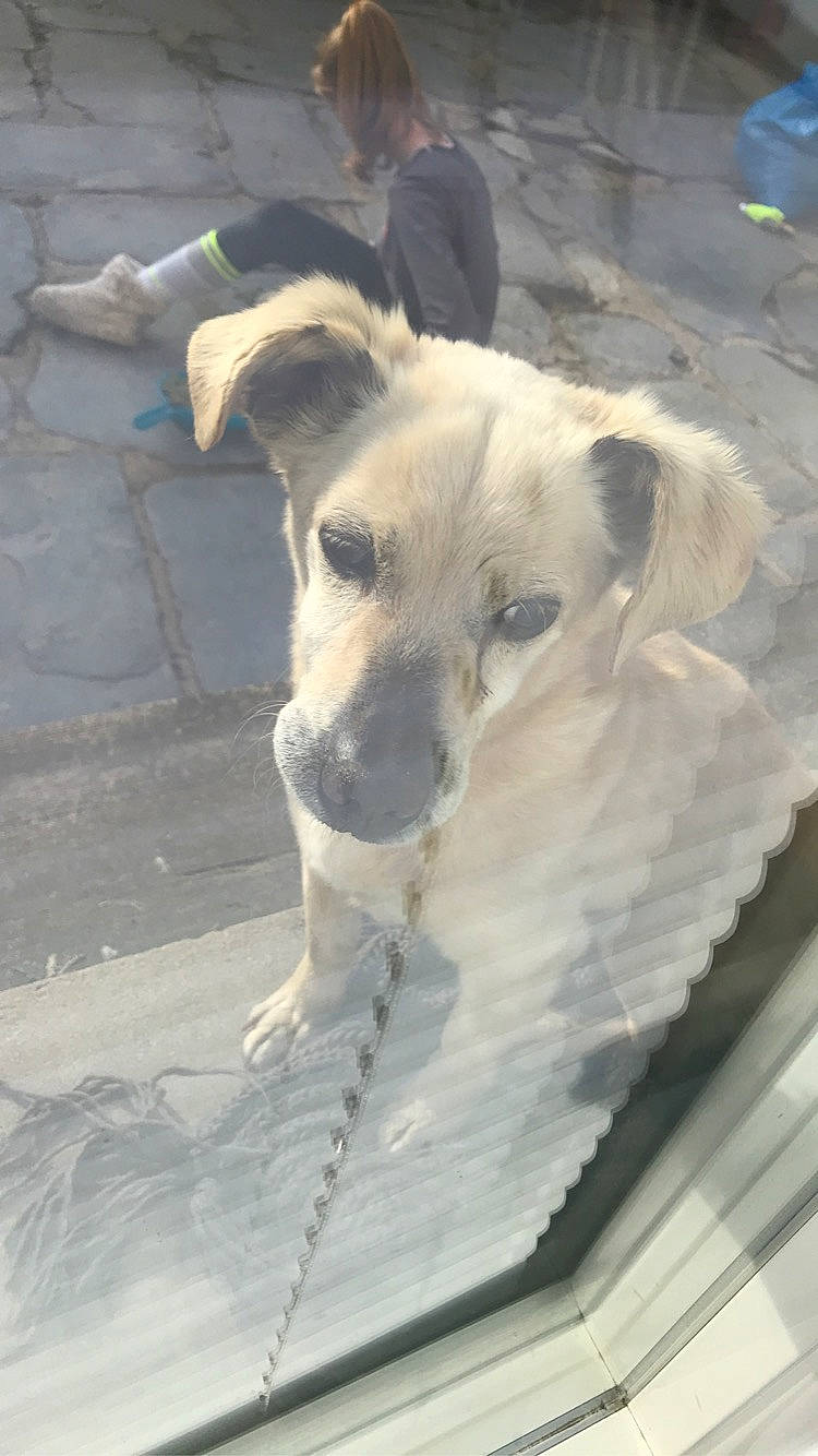 Cookie participe au concours pour gagner de l'argent avec cette photo : canidae, carnivore, companion_dog, dog, dog_breed, fawn, non_sporting_group, snout, sporting_group, street_dog, terrestrial_animal, whiskers, working_animal