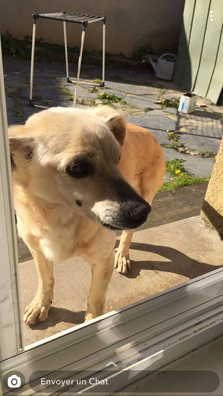 Cookie participe au concours pour gagner de l'argent avec cette photo : canidae, carnivore, chair, companion_dog, dog, dog_breed, fawn, flooring, flowerpot, fur, hardwood, houseplant, pet_supply, plant, snout, sporting_group, whiskers, wood, working_animal, working_dog