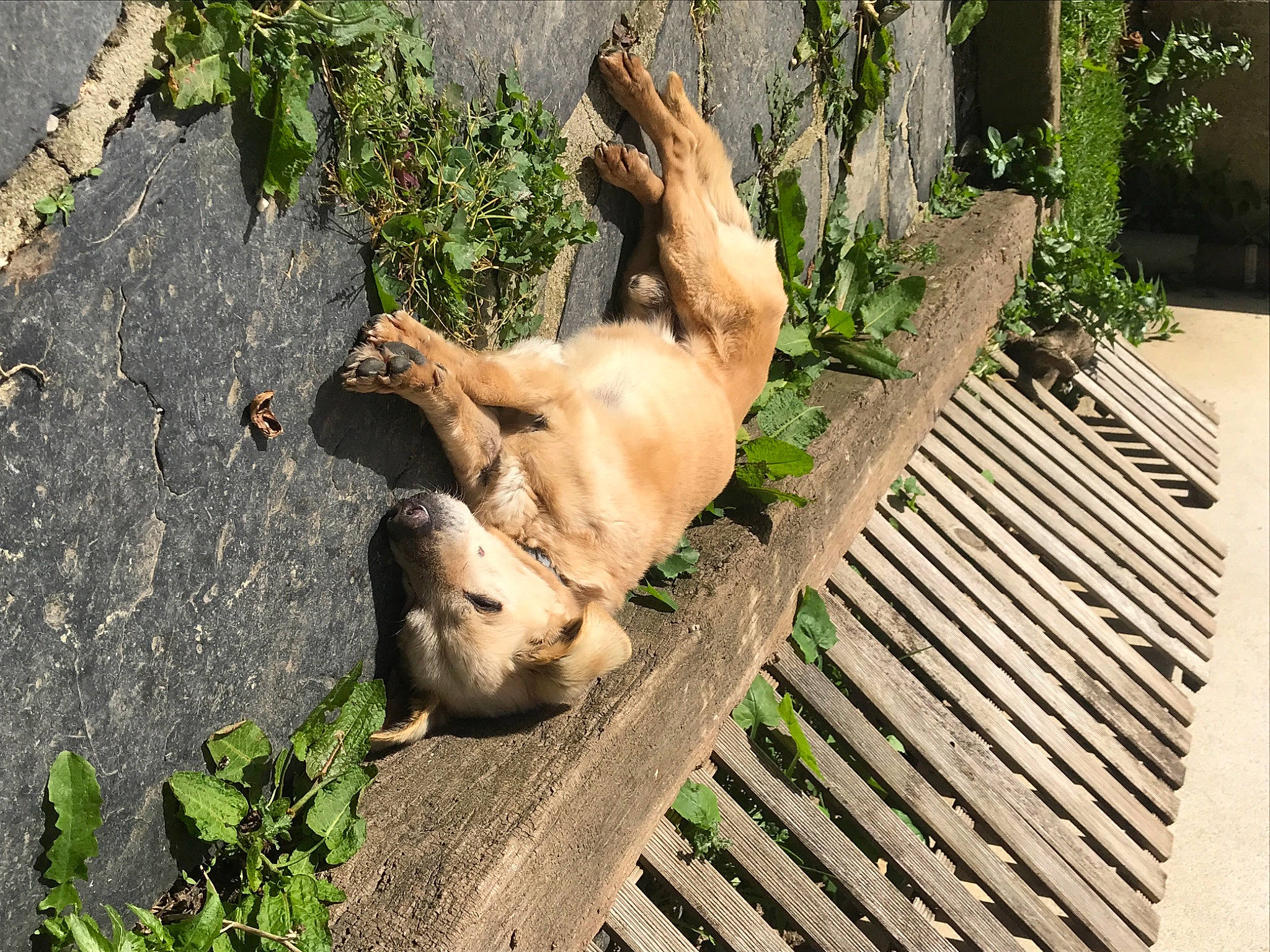 Cookie a rejoint le concours — aidez-le/la à gagner de superbes lots ! canidae, carnivore, companion_dog, dog, dog_breed, fawn, felidae, grass, hardwood, outdoor_bench, outdoor_furniture, paw, plant, snout, sporting_group, street_dog, tail, terrestrial_animal, wood, working_animal