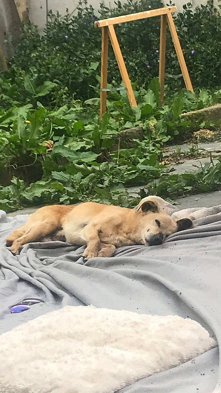 Cookie participe au concours pour gagner de l'argent avec cette photo : big_cats, canidae, carnivore, companion_dog, dog, dog_breed, fawn, felidae, grass, groundcover, landscape, plant, recreation, snout, sporting_group, tail, terrestrial_animal, trunk, vertebrate, wood