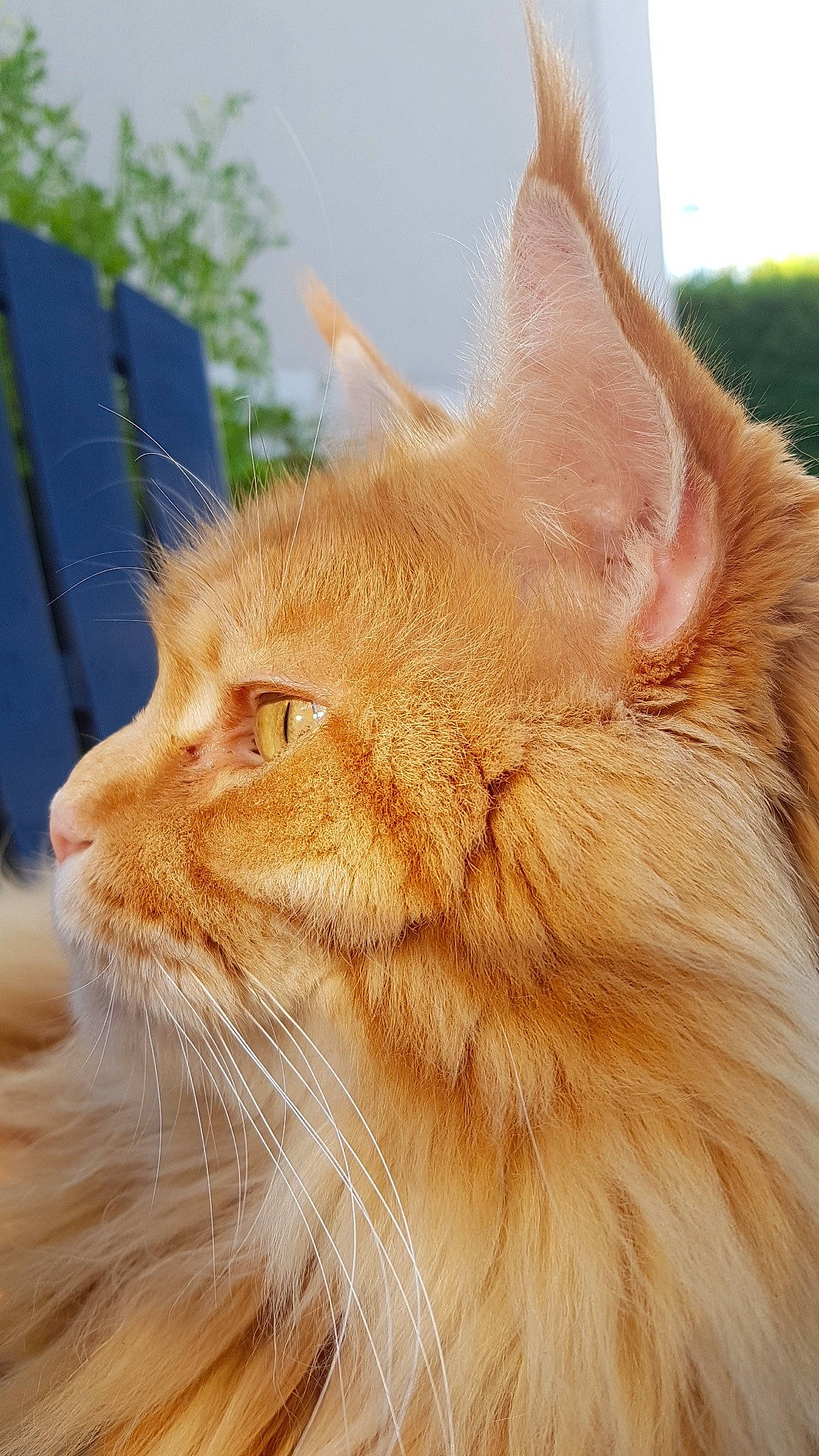 Iron participe au concours pour gagner de l'argent avec cette photo : asian_semi_longhair, carnivore, cat, close_up, domestic_long_haired_cat, ear, fawn, felidae, fur, maine_coon, mammal, norwegian_forest_cat, small_to_medium_sized_cats, snout, somali, vertebrate, whiskers