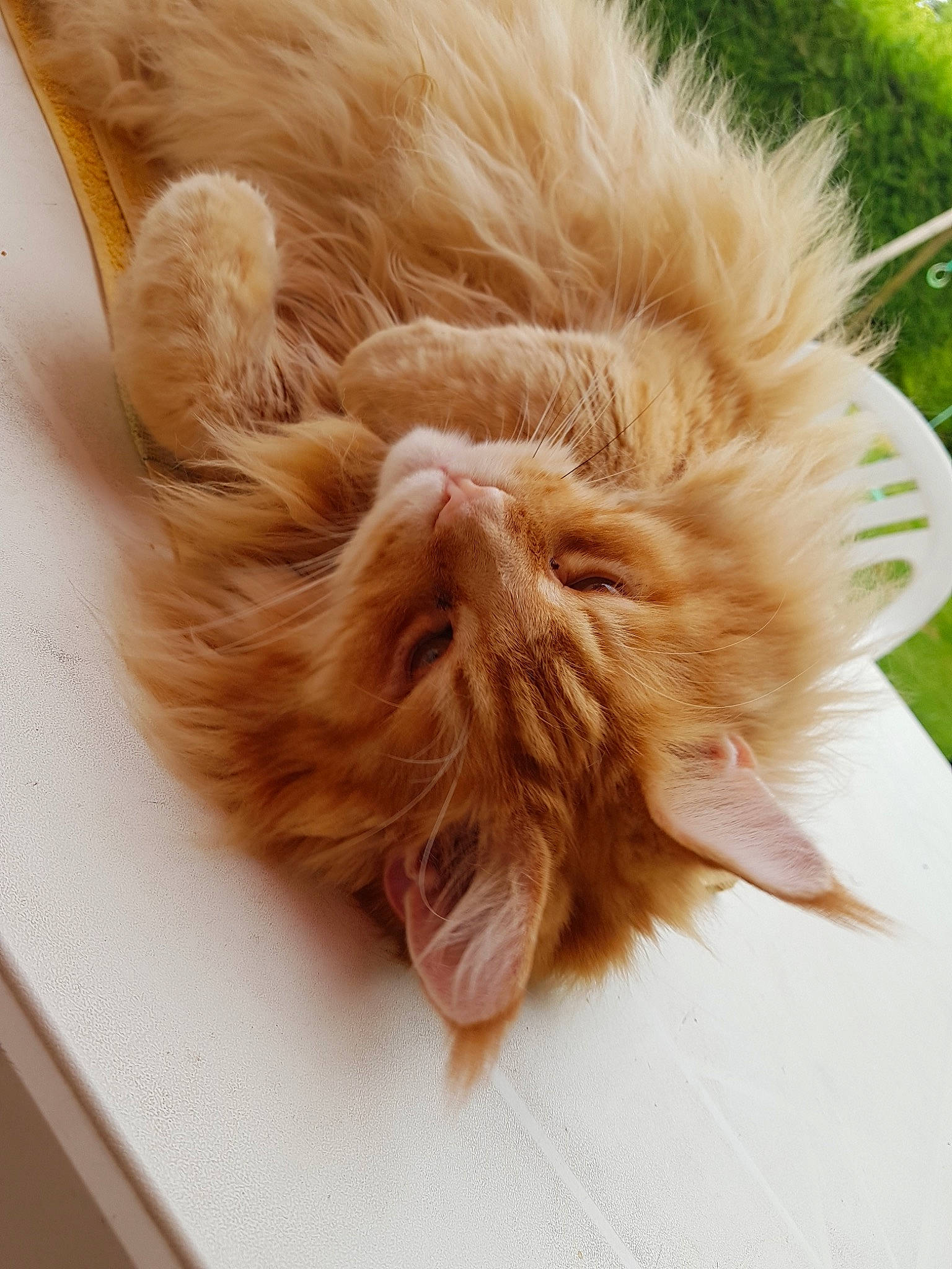 Iron a rejoint le concours — aidez-le/la à gagner de superbes lots ! carnivore, cat, ear, fawn, felidae, fur, small_to_medium_sized_cats, tail, whiskers