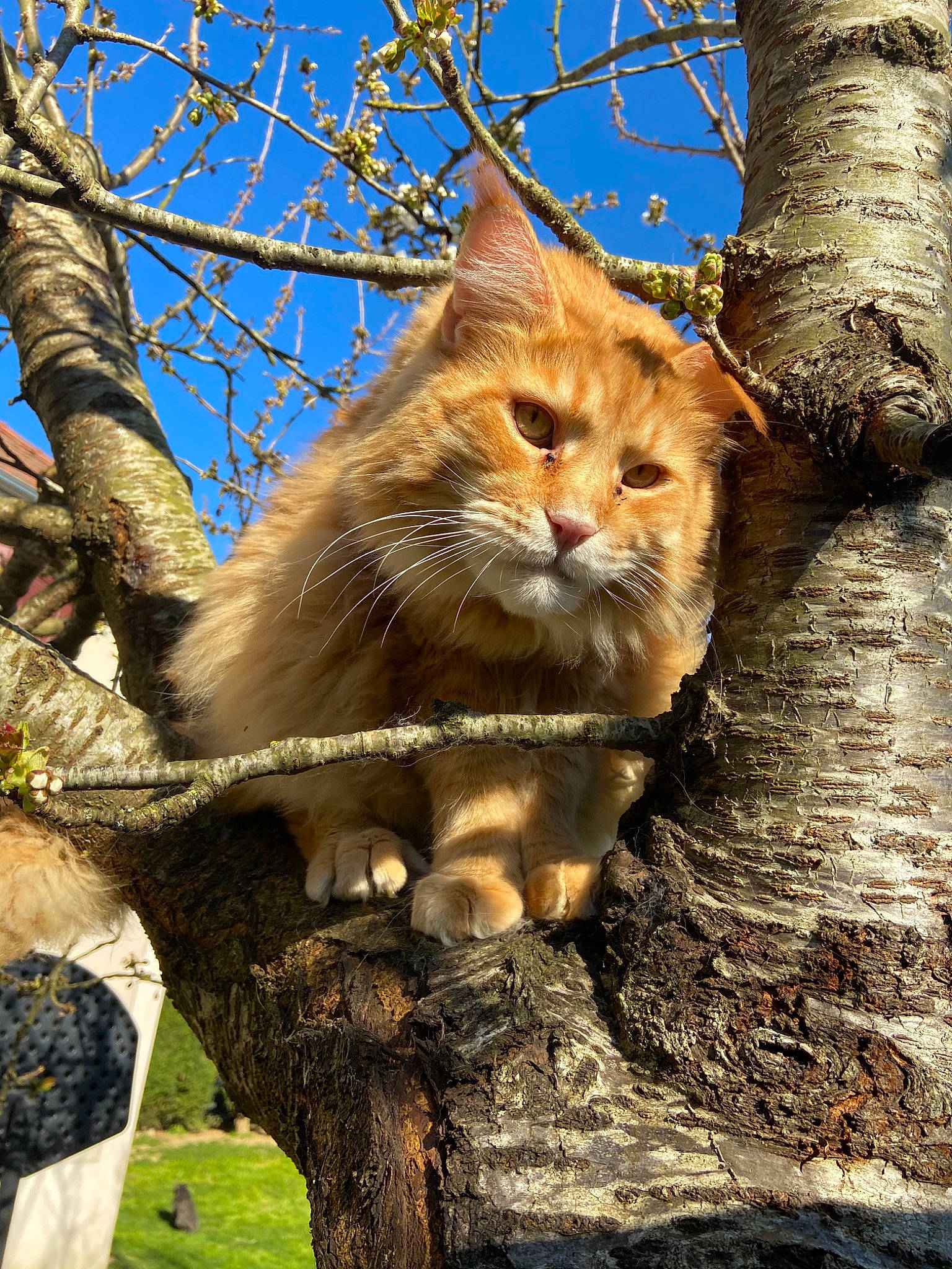 Iron a rejoint le concours — aidez-le/la à gagner de superbes lots ! branch, carnivore, cat, european_shorthair, fawn, felidae, maine_coon, mammal, norwegian_forest_cat, plant, small_to_medium_sized_cats, somali, tabby_cat, tree, trunk, whiskers, wild_cat, wildlife