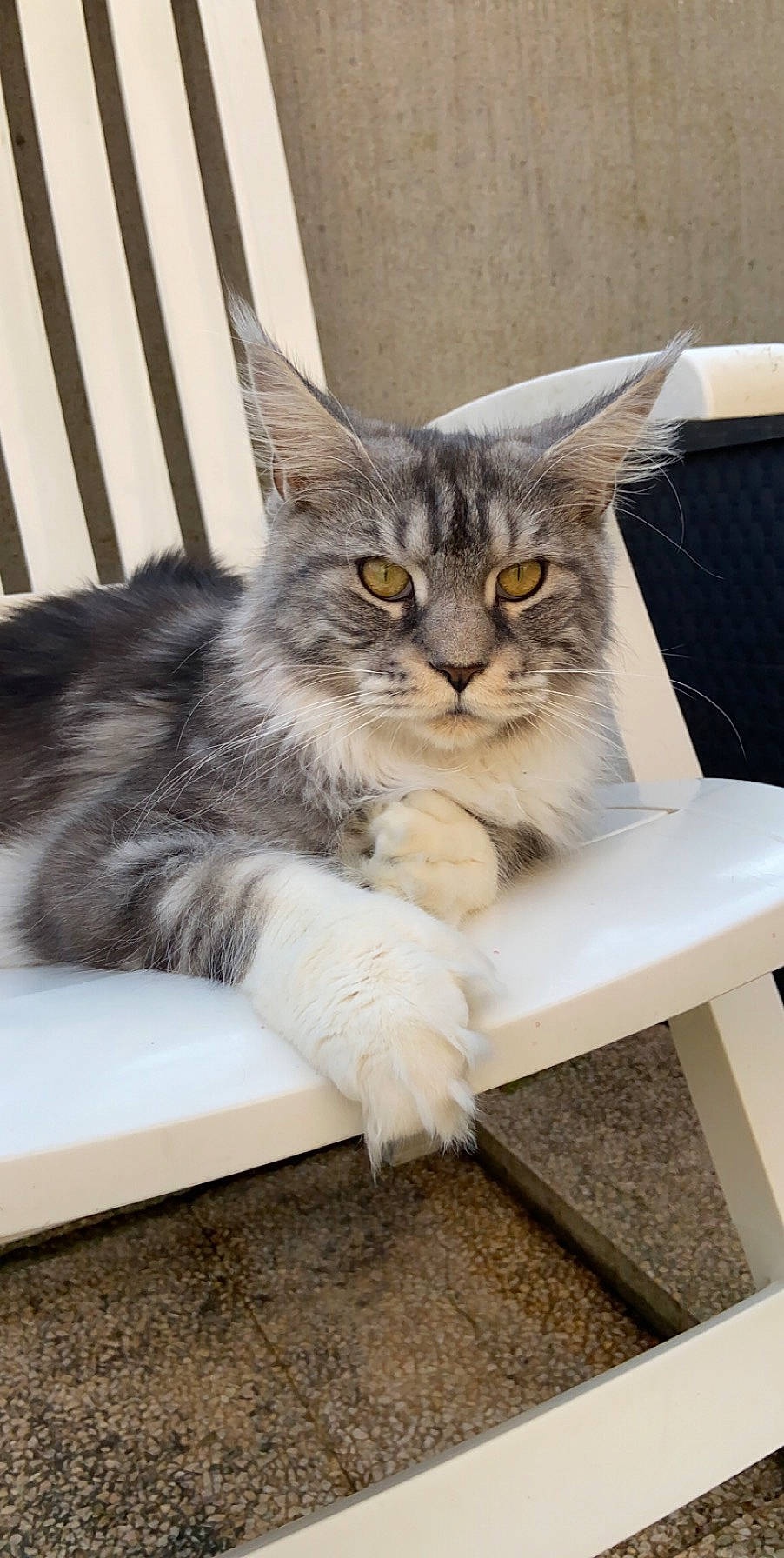 Marvel participe au concours pour gagner de l'argent avec cette photo : asian, asian_semi_longhair, british_longhair, british_semi_longhair, carnivore, cat, domestic_long_haired_cat, domestic_short_haired_cat, fawn, felidae, kitten, maine_coon, mammal, norwegian_forest_cat, ragamuffin, siberian, small_to_medium_sized_cats, tabby_cat, vertebrate, whiskers