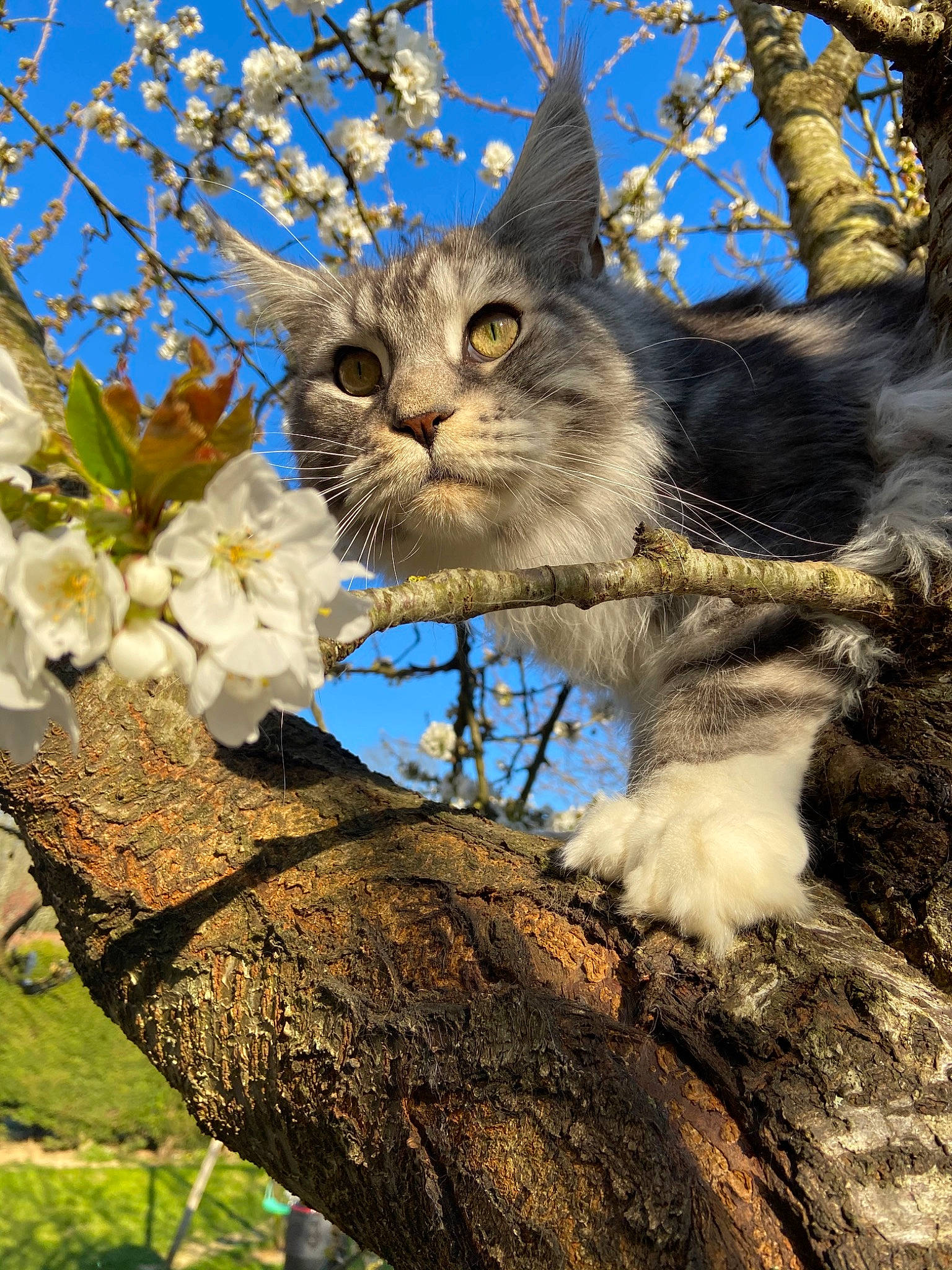 Marvel participe au concours pour gagner de l'argent avec cette photo : blossom, branch, carnivore, cat, felidae, flower, fur, kitten, maine_coon, norwegian_forest_cat, plant, sky, small_to_medium_sized_cats, spring, tabby_cat, tree, trunk, whiskers, woody_plant