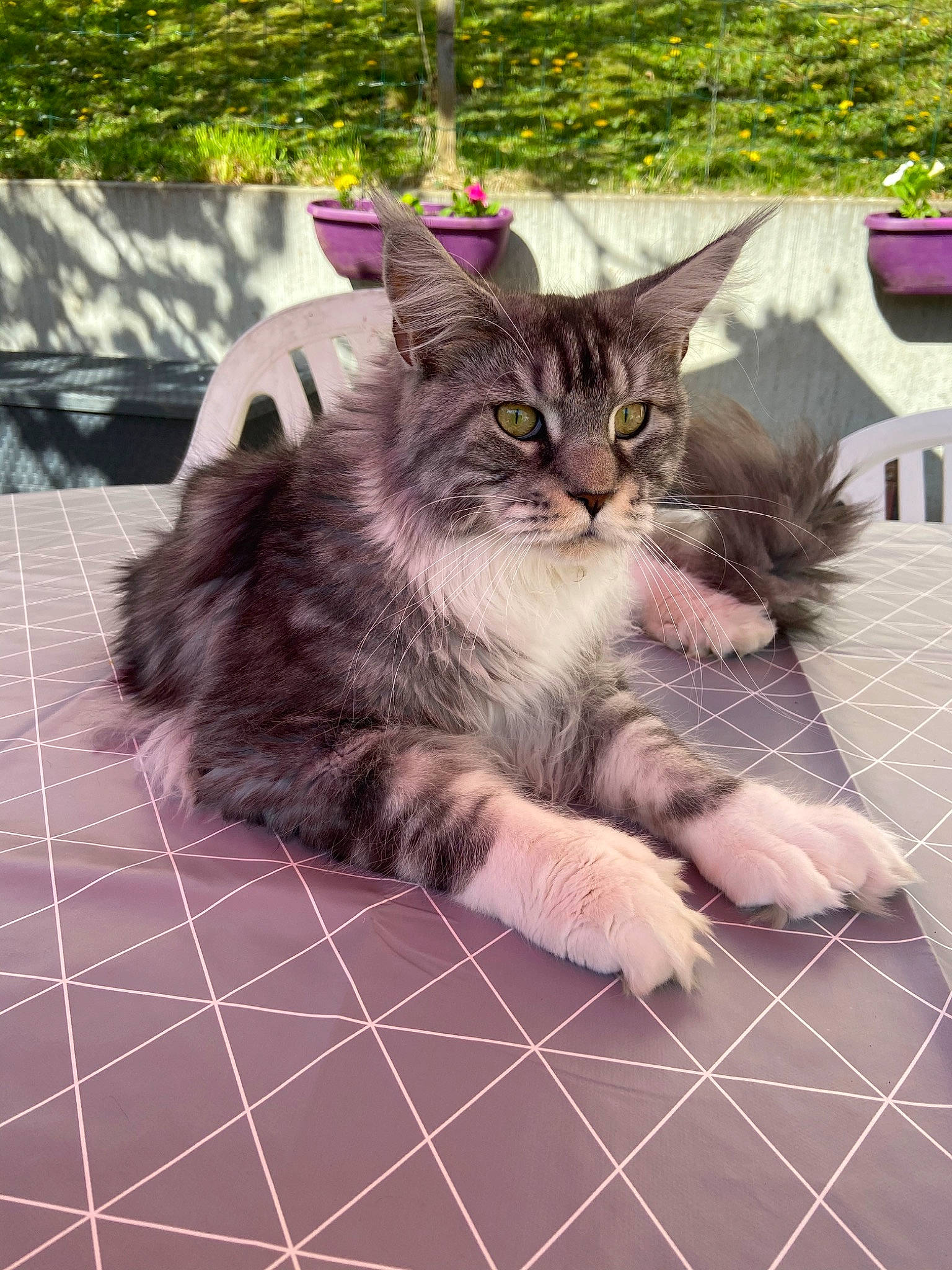 Marvel participe au concours pour gagner de l'argent avec cette photo : carnivore, cat, domestic_long_haired_cat, domestic_short_haired_cat, european_shorthair, felidae, fur, kitten, maine_coon, mammal, norwegian_forest_cat, plant, small_to_medium_sized_cats, tabby_cat, whiskers