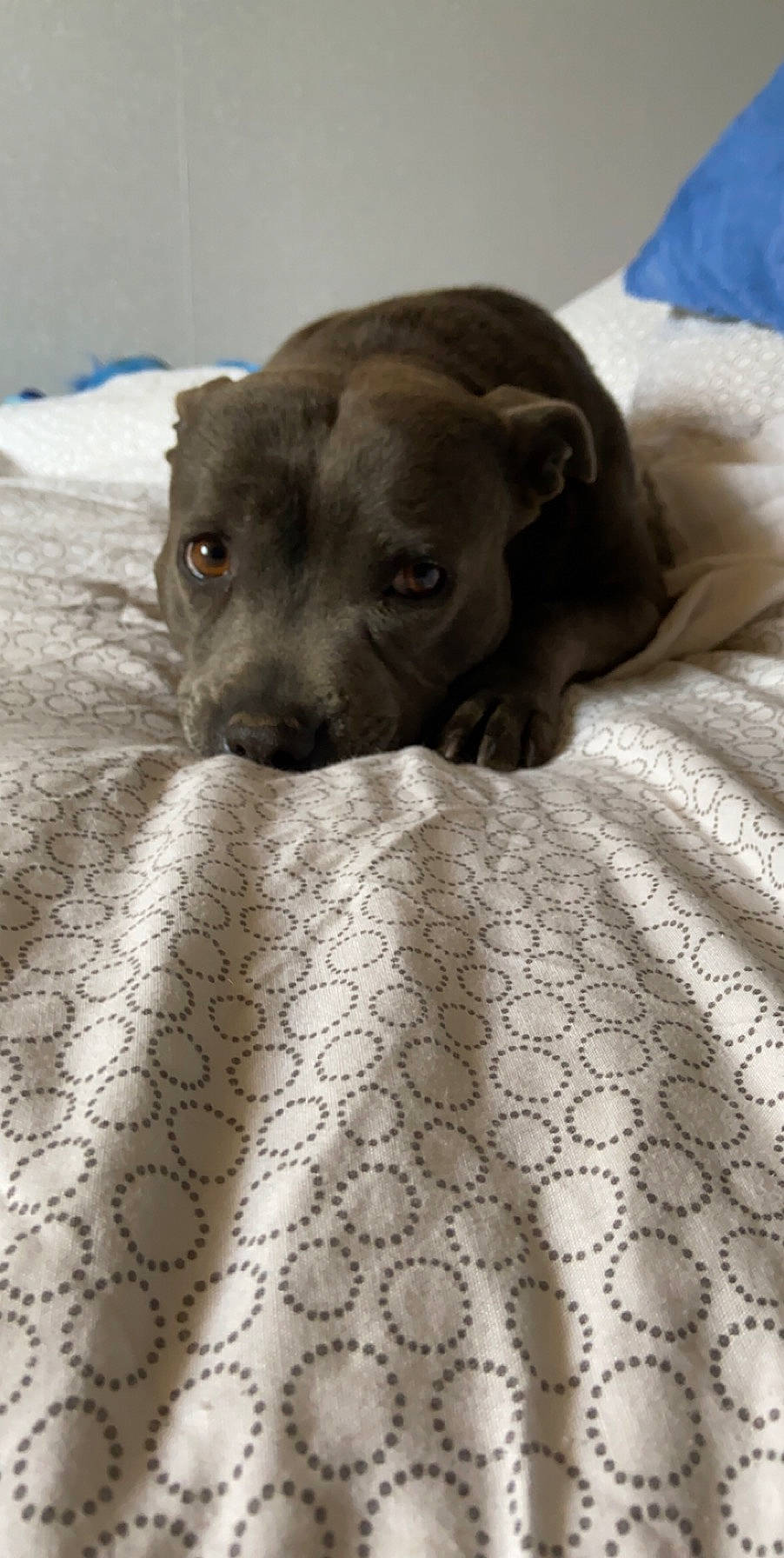 Brooklyn a rejoint le concours — aidez-le/la à gagner de superbes lots ! american_pit_bull_terrier, canidae, carnivore, dog, dog_breed, fawn, italian_greyhound, mammal, non_sporting_group, pit_bull, puppy, snout, vertebrate