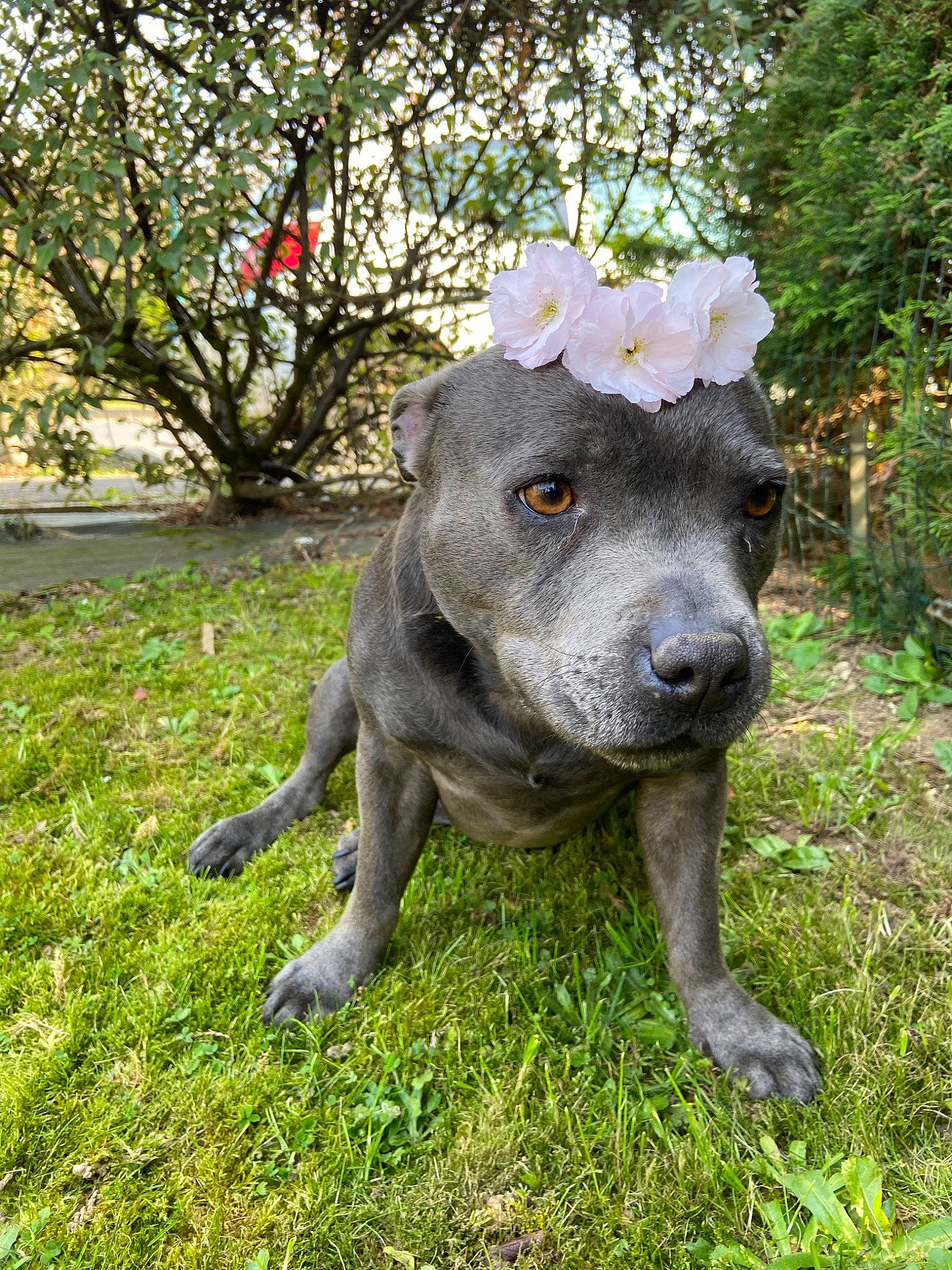 Brooklyn participe au concours pour gagner de l'argent avec cette photo : alaunt, american_pit_bull_terrier, american_staffordshire_terrier, bandog, canidae, carnivore, dog, dog_breed, fawn, grass, mammal, molosser, non_sporting_group, pit_bull, plant, snout, sporting_group, staffordshire_bull_terrier, vertebrate