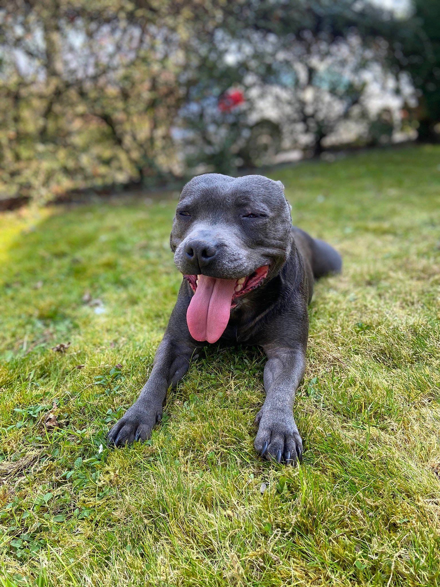 Brooklyn participe au concours pour gagner de l'argent avec cette photo : american_pit_bull_terrier, bandog, cane_corso, canidae, carnivore, dog, dog_breed, grass, great_dane, guard_dog, mammal, non_sporting_group, plant, rare_breed_dog, snout, sporting_group, vertebrate