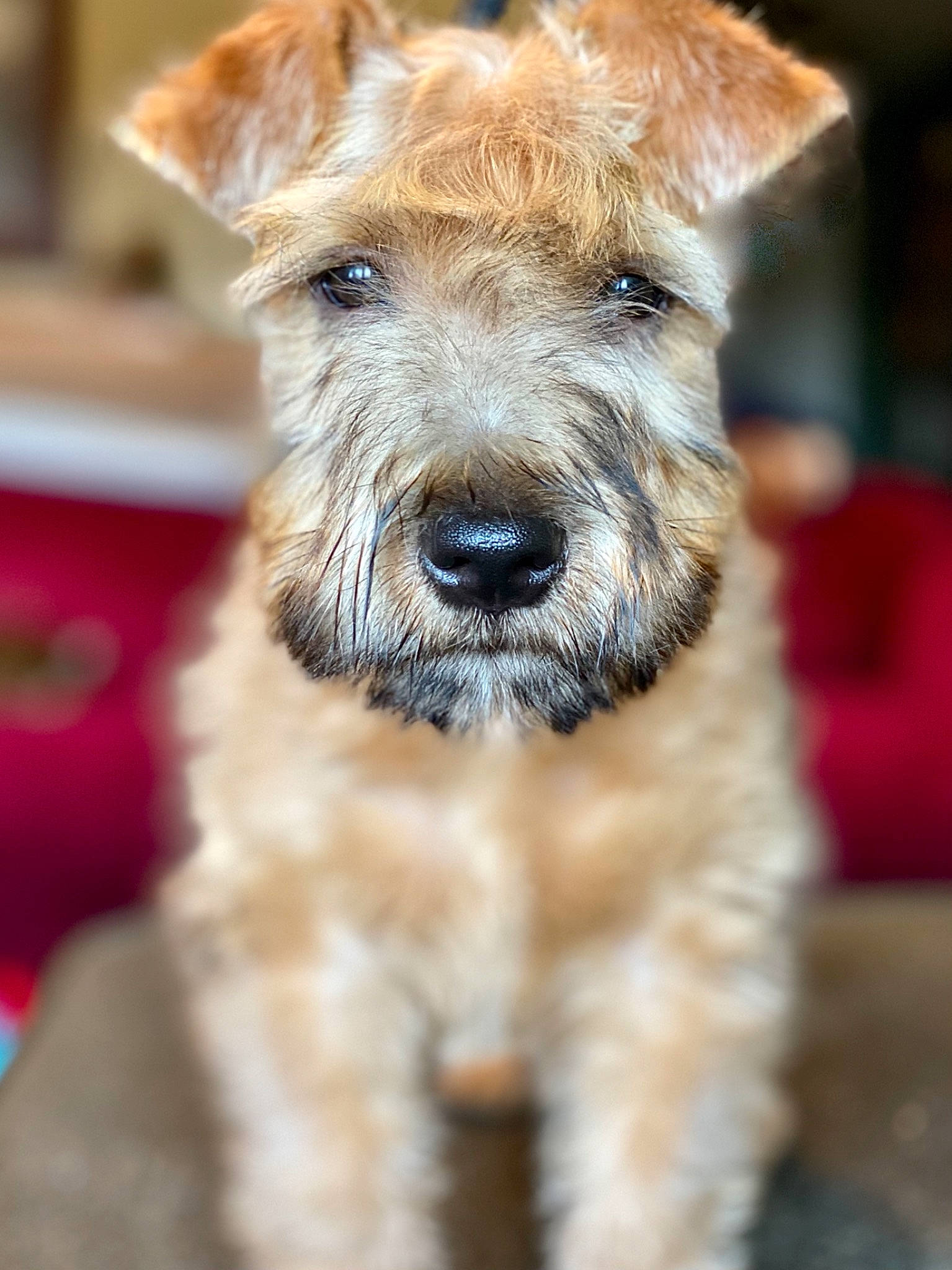 Lijah is registered to the contest to win money with this photo: canidae, carnivore, close_up, collar, companion_dog, dog, dog_breed, ear, fawn, fur, sporting_group, terrestrial_animal, terrier, whiskers, working_animal