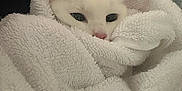 Misty joined the competition — help win amazing prizes! cat, white_cat, towel, cozy, pet, indoor, fur, cute, animal, wrapped, resting, soft_texture, nap, domestic_cat, whiskers, eyes, pink_nose, closeup, comfort, snug