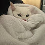 cat, white_cat, towel, cozy, pet, indoor, fur, cute, animal, wrapped, resting, soft_texture, nap, domestic_cat, whiskers, eyes, pink_nose, closeup, comfort, snug