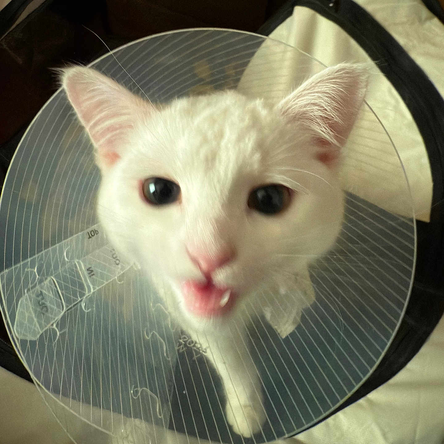 Misty joined the competition — help win amazing prizes! animal, cat, close_up, cone, cone_collar, curious, cute, domestic_animal, feline, fluffy, indoor, looking_up, mouth_open, pet, pink_nose, protective_collar, soft_lighting, whiskers, white_cat, wide_eyes