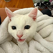 Misty joined the competition — help win amazing prizes! cat, white_cat, towel, indoor, pet, animal, cozy, fur, whiskers, ears, eyes, mouth, floor, wood_floor, bowl, shoes, blanket, cute, closeup, domestic