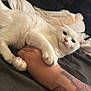 Misty joined the competition — help win amazing prizes! cat, white_cat, hand, tattoo, bed, blanket, pet, feline, paw, claw, fur, resting, indoor, animal, cute, cozy, human, skin, relaxing, soft