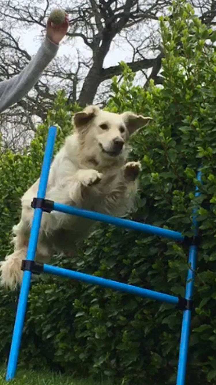 Malone participe au concours pour gagner de l'argent avec cette photo : canidae, carnivore, companion_dog, dog, dog_breed, electric_blue, fawn, grass, non_sporting_group, pet_supply, plant, sky, snout, sporting_group, tail, terrestrial_animal, tree, vertebrate, working_animal, working_dog