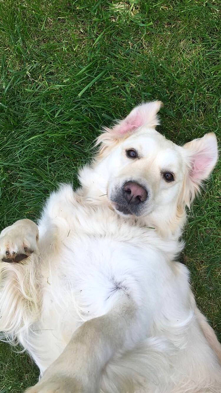 Malone a rejoint le concours — aidez-le/la à gagner de superbes lots ! canidae, carnivore, companion_dog, dog, dog_breed, dog_collar, fang, fur, grass, kuvasz, livestock_guardian_dog, non_sporting_group, plant, puppy, small_terrier, sporting_group, tail, terrier, working_animal, working_dog