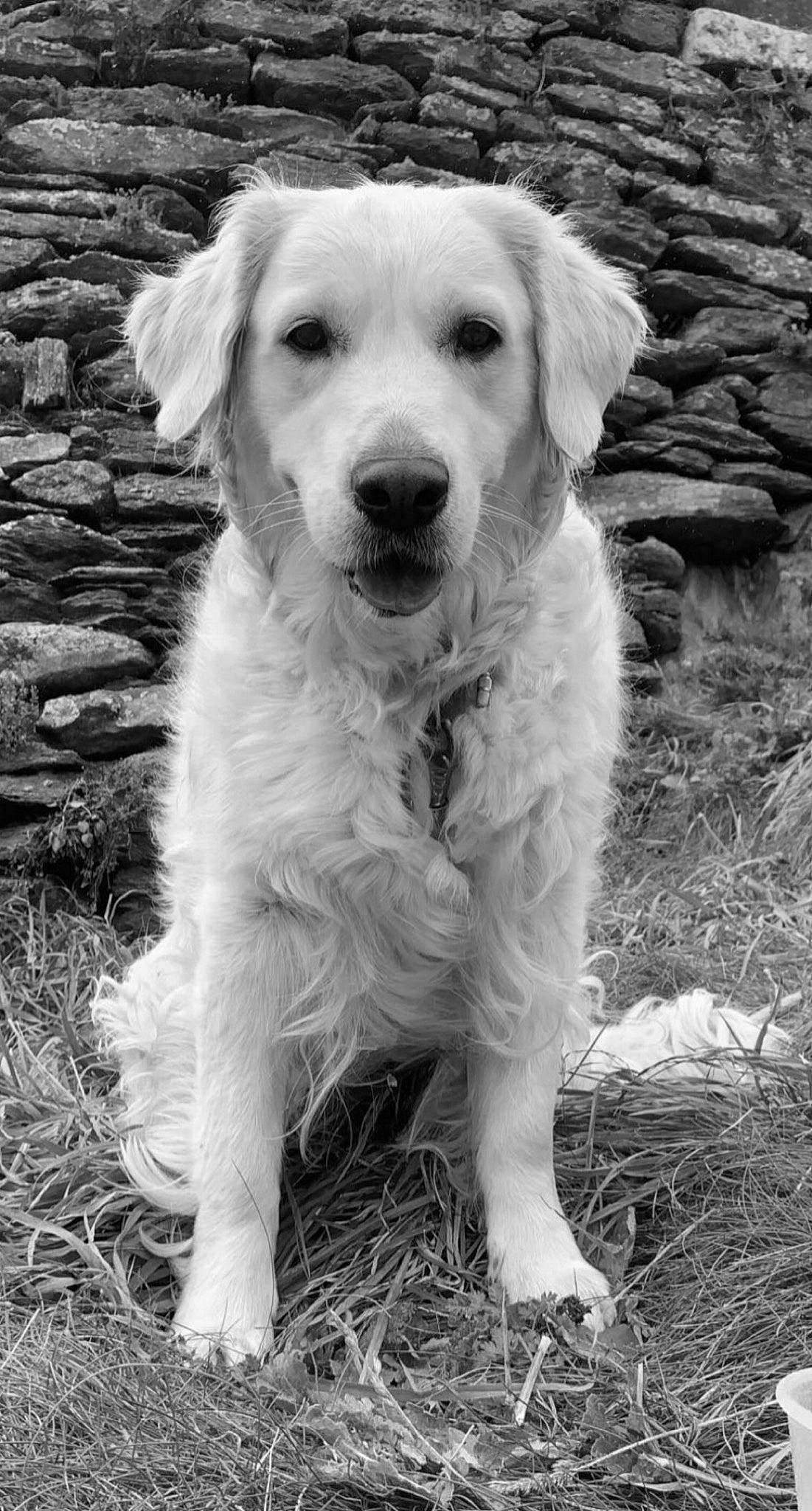 Malone participe au concours pour gagner de l'argent avec cette photo : canidae, carnivore, companion_dog, dog, dog_breed, dog_collar, grass, gun_dog, monochrome, monochrome_photography, paw, photography, plant, puppy, retriever, style, tail, terrestrial_animal, white, working_animal
