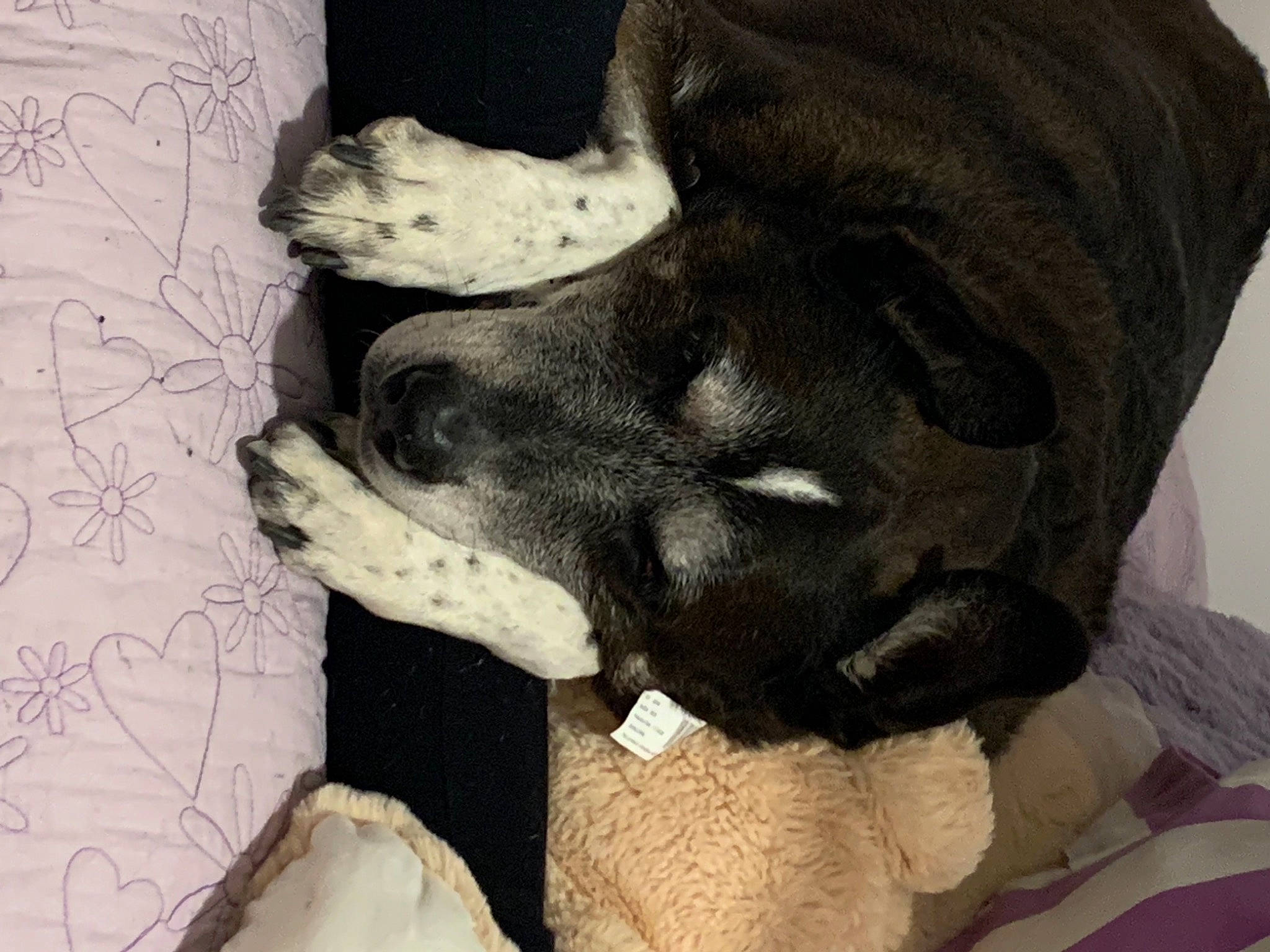 Ace is registered to the contest to win money with this photo: art, beard, canidae, carnivore, comfort, companion_dog, dog, dog_breed, ear, fawn, fur, jaw, monochrome, monochrome_photography, selfie, snout, sporting_group, visual_arts, whiskers, working_animal