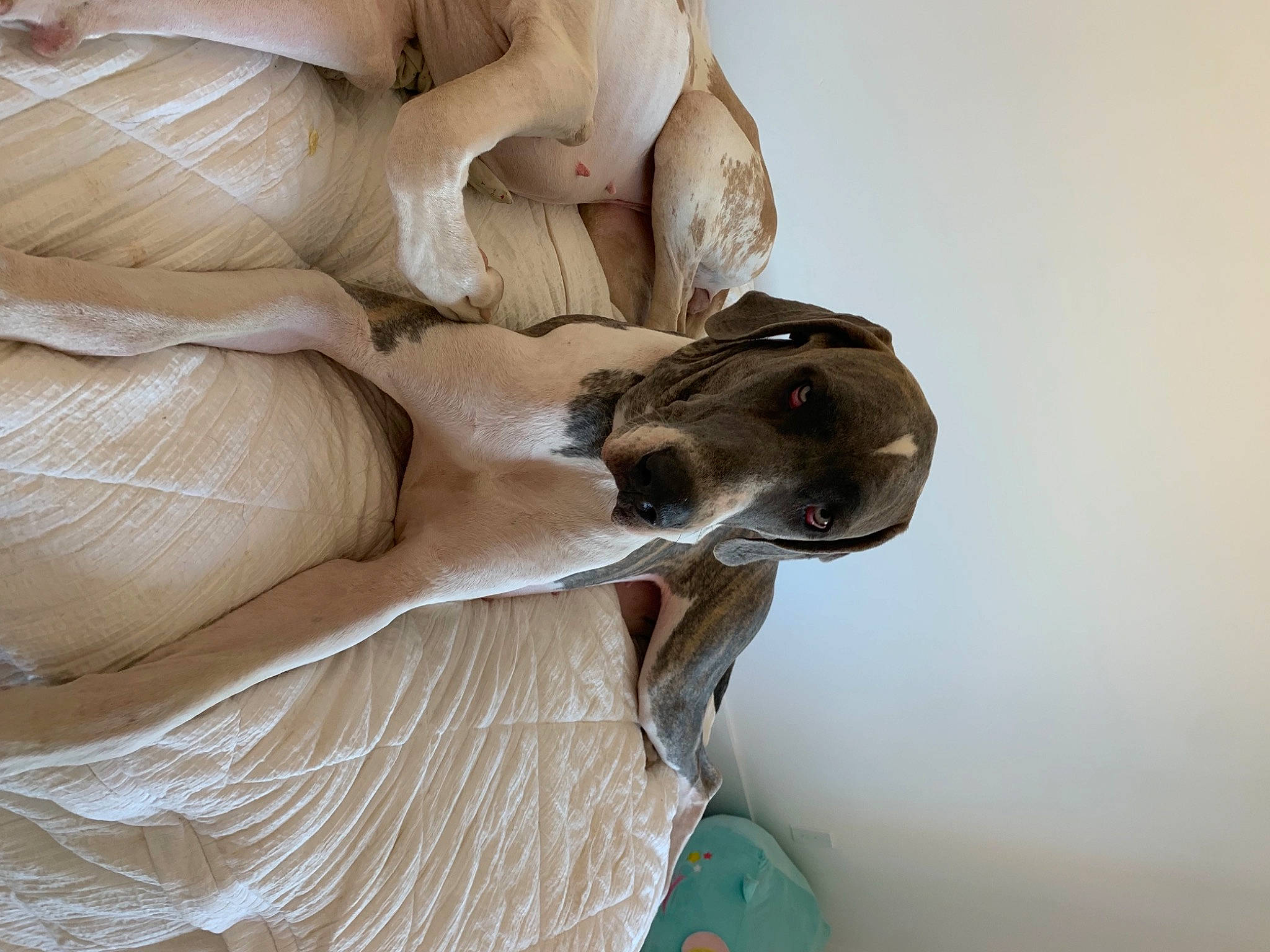 Queen joined the competition — help win amazing prizes! bed, bed_sheet, bedding, carnivore, comfort, companion_dog, dog, dog_breed, fawn, felidae, foot, fur, gesture, hardwood, human_leg, knee, linens, paw, sculpture, wood