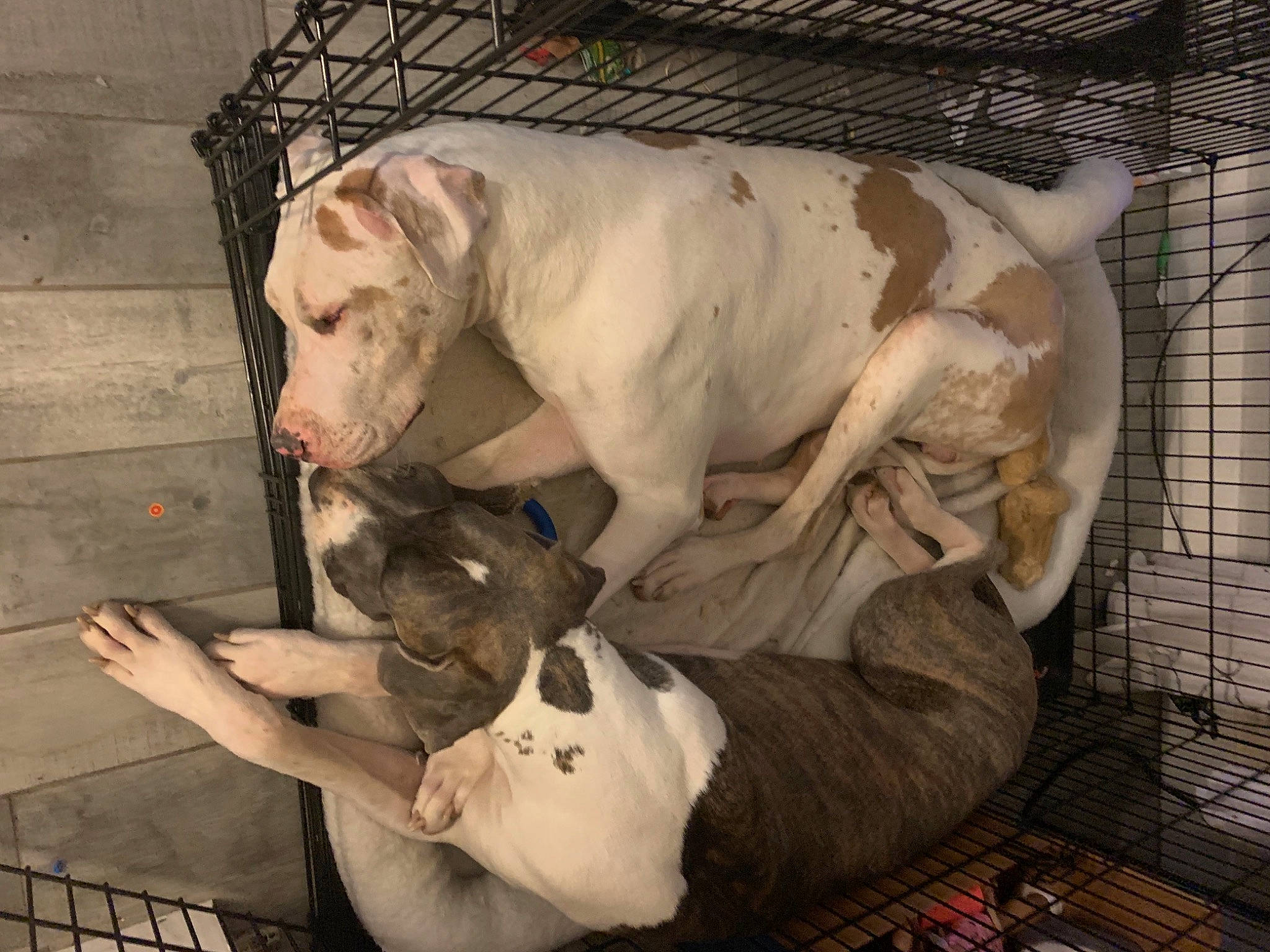 Queen is registered to the contest to win money with this photo: animal_shelter, art, canidae, carnivore, comfort, companion_dog, dog, dog_breed, dog_supply, fawn, flesh, fur, guard_dog, human_leg, livestock, non_sporting_group, sporting_group, terrestrial_animal, whiskers, working_animal