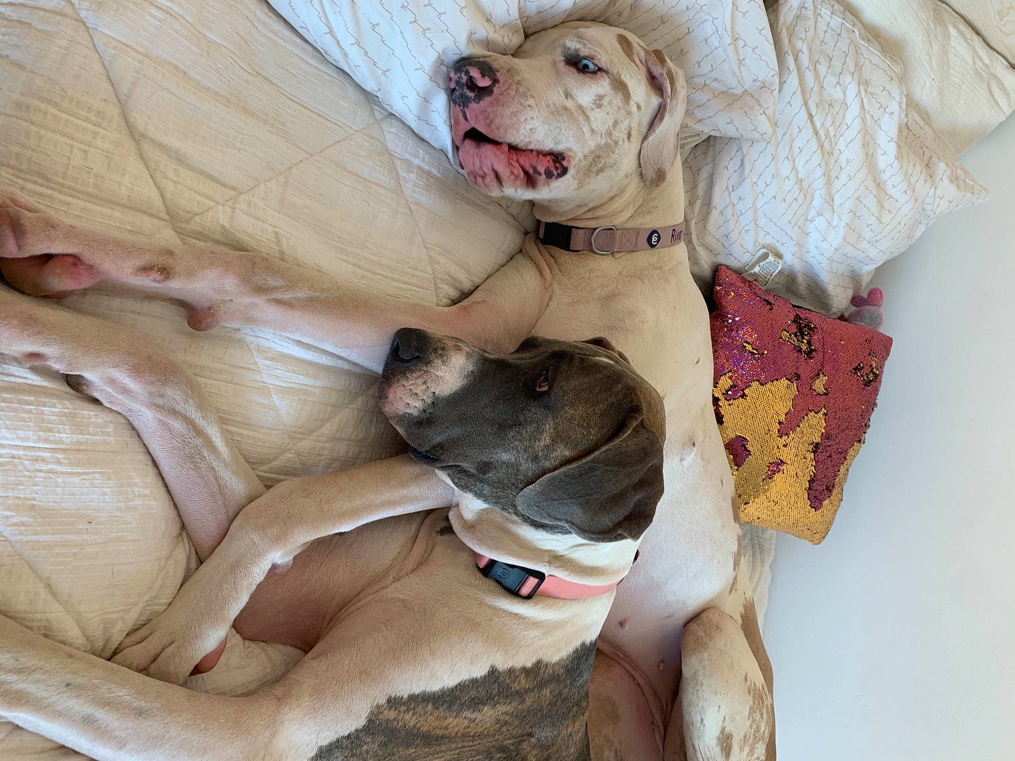 Queen joined the competition — help win amazing prizes! canidae, carnivore, collar, comfort, companion_dog, dog, dog_breed, dog_collar, dog_supply, fawn, felidae, fur, paw, pet_supply, snout, sporting_group, toy, whiskers, white, working_animal