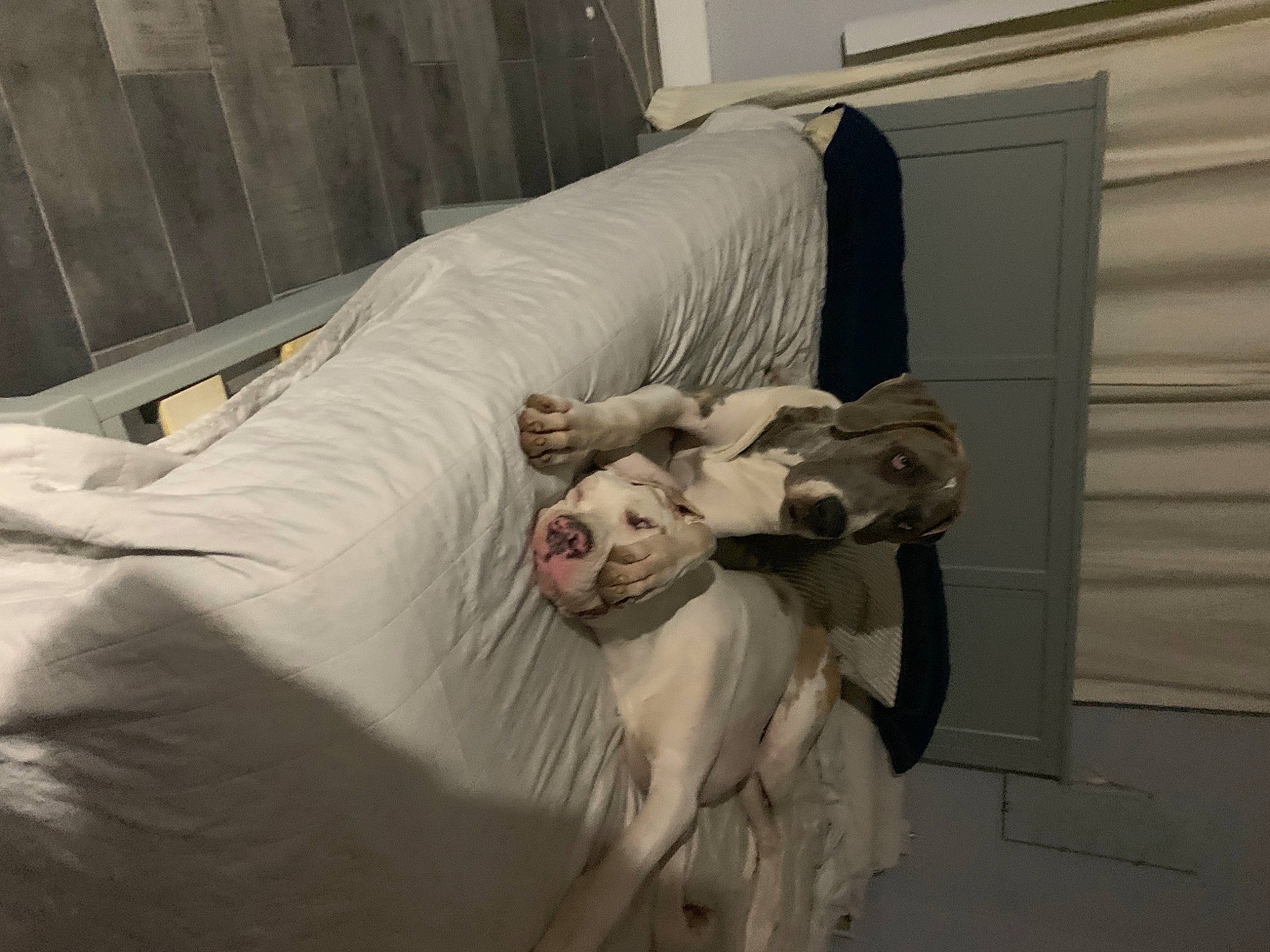 Queen joined the competition — help win amazing prizes! bed, bed_frame, bedding, carnivore, comfort, companion_dog, dog, dog_breed, duvet, fawn, felidae, floor, flooring, fur, hardwood, linens, small_to_medium_sized_cats, textile, whiskers, wood