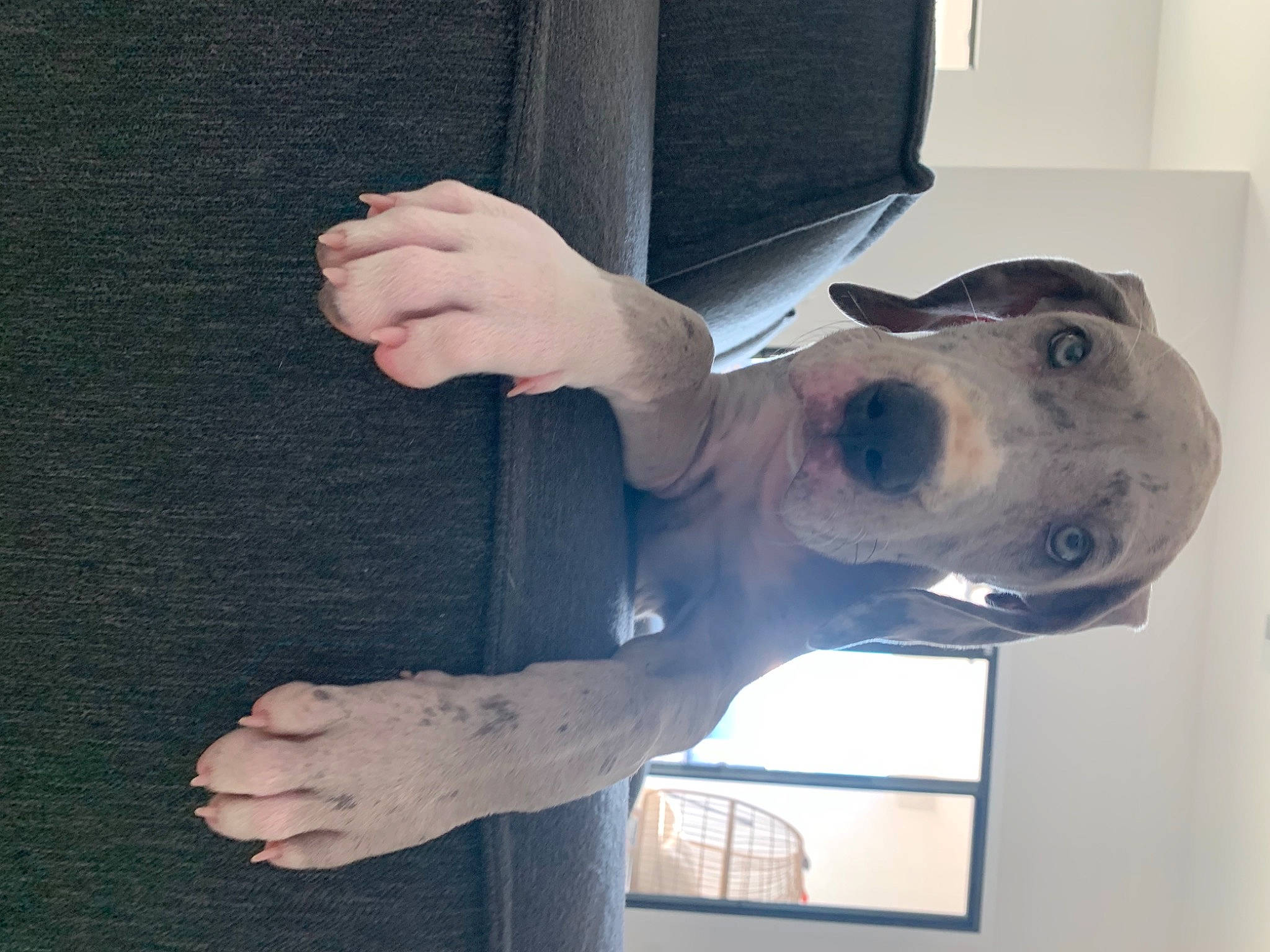 Siggy is registered to the contest to win money with this photo: carnivore, companion_dog, computer, dog, dog_breed, elbow, gesture, grey, jaw, laptop, peripheral, personal_computer, selfie, sleeve, snout, thumb, vehicle_door, window, working_animal, wrist