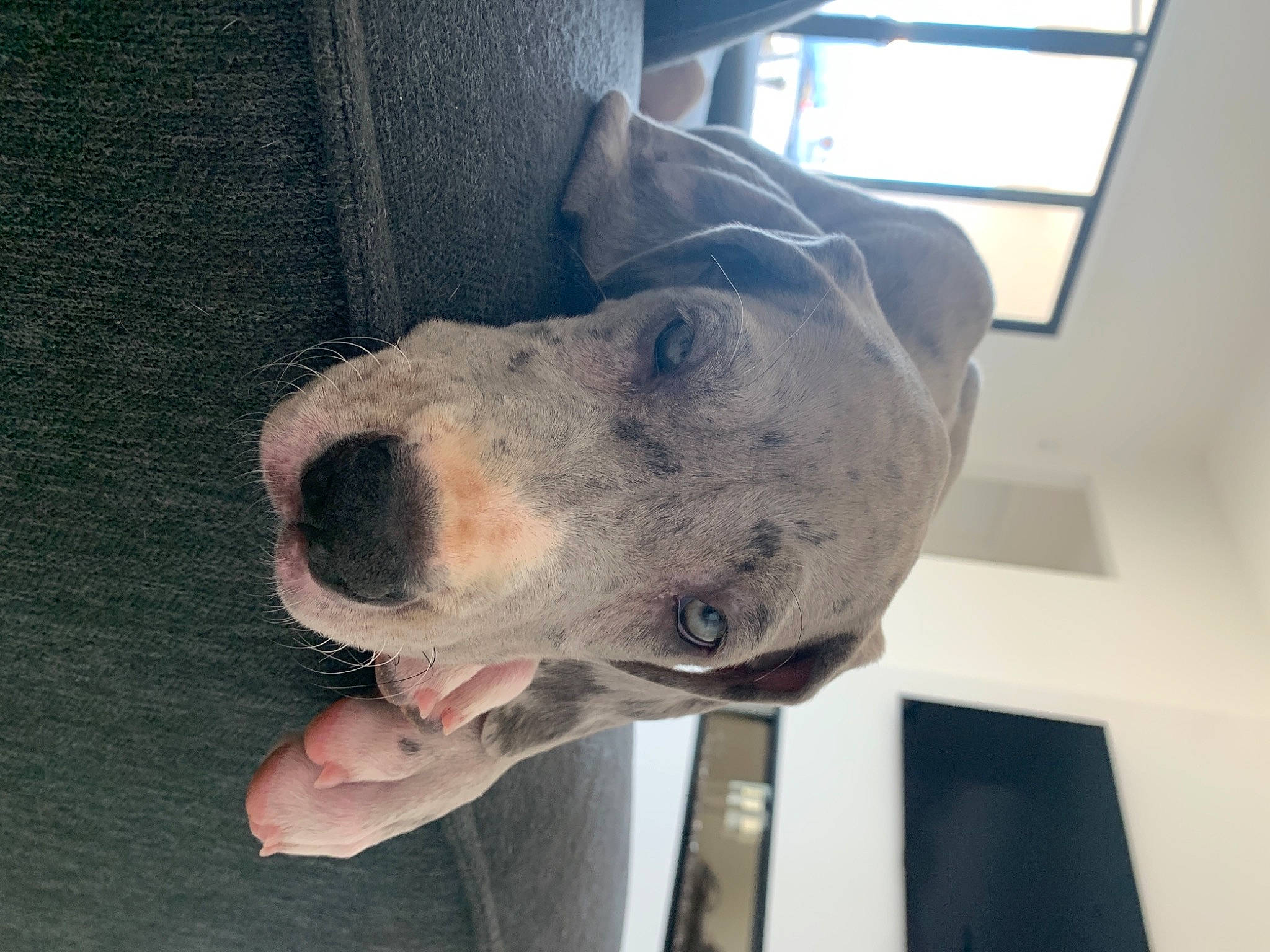 Siggy joined the competition — help win amazing prizes! canidae, carnivore, companion_dog, dog, dog_breed, fawn, metal, non_sporting_group, snout, toy, whiskers, window, working_animal