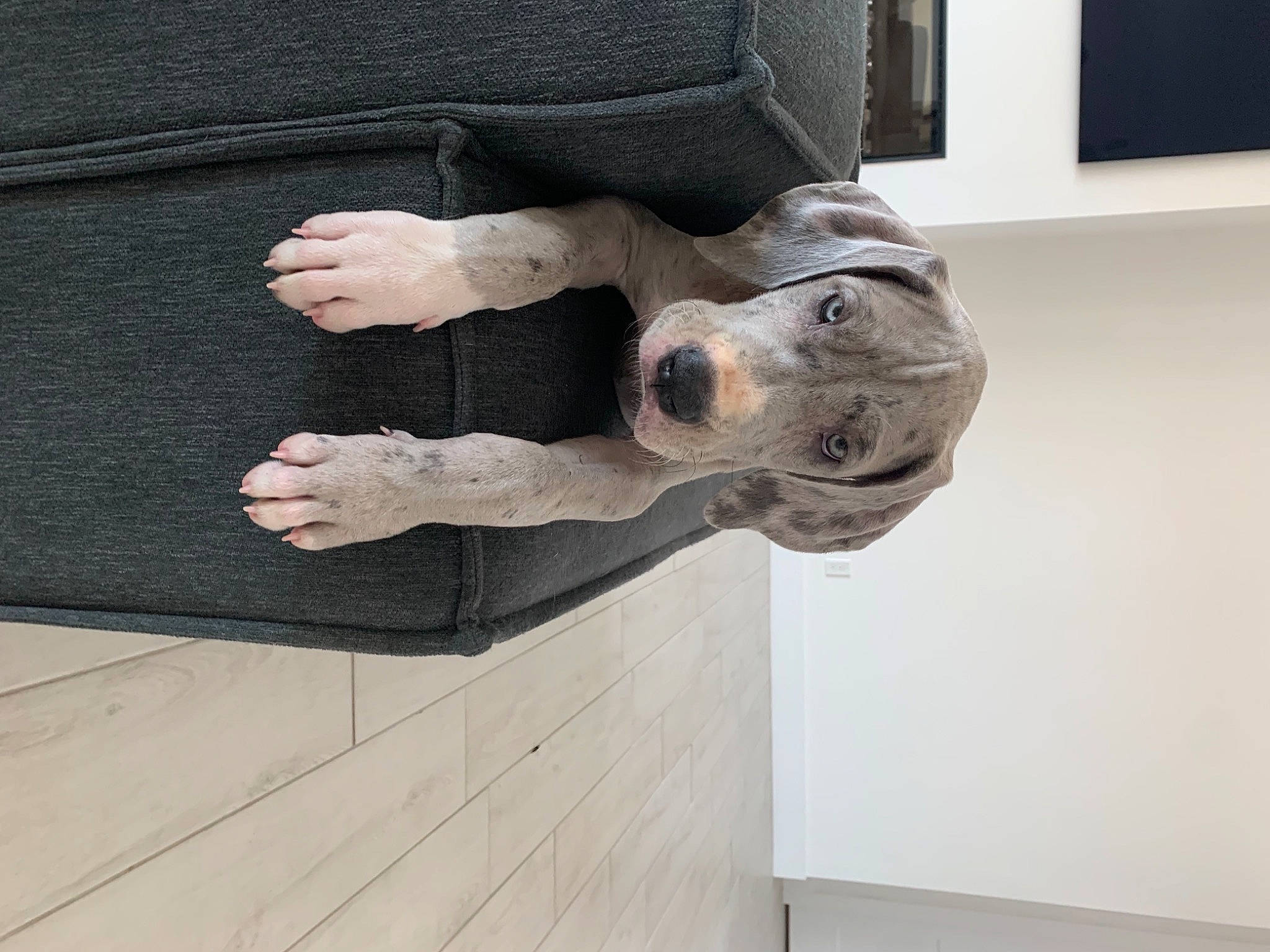 Siggy joined the competition — help win amazing prizes! art, ball, carnivore, dog, dog_breed, door, fawn, flooring, grey, hardwood, metal, pattern, picture_frame, sculpture, sleeve, snout, sporting_group, statue, wood, working_animal