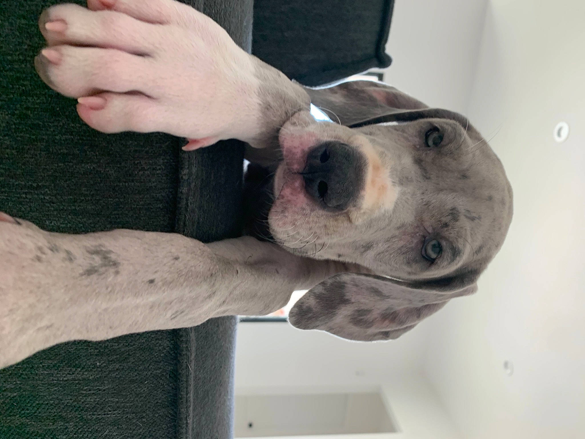 Siggy joined the competition — help win amazing prizes! carnivore, collar, companion_dog, dog, dog_breed, eye, fawn, gesture, grey, head, jaw, pet_supply, selfie, sleeve, snout, sporting_group, thumb, whiskers, working_animal, wrist