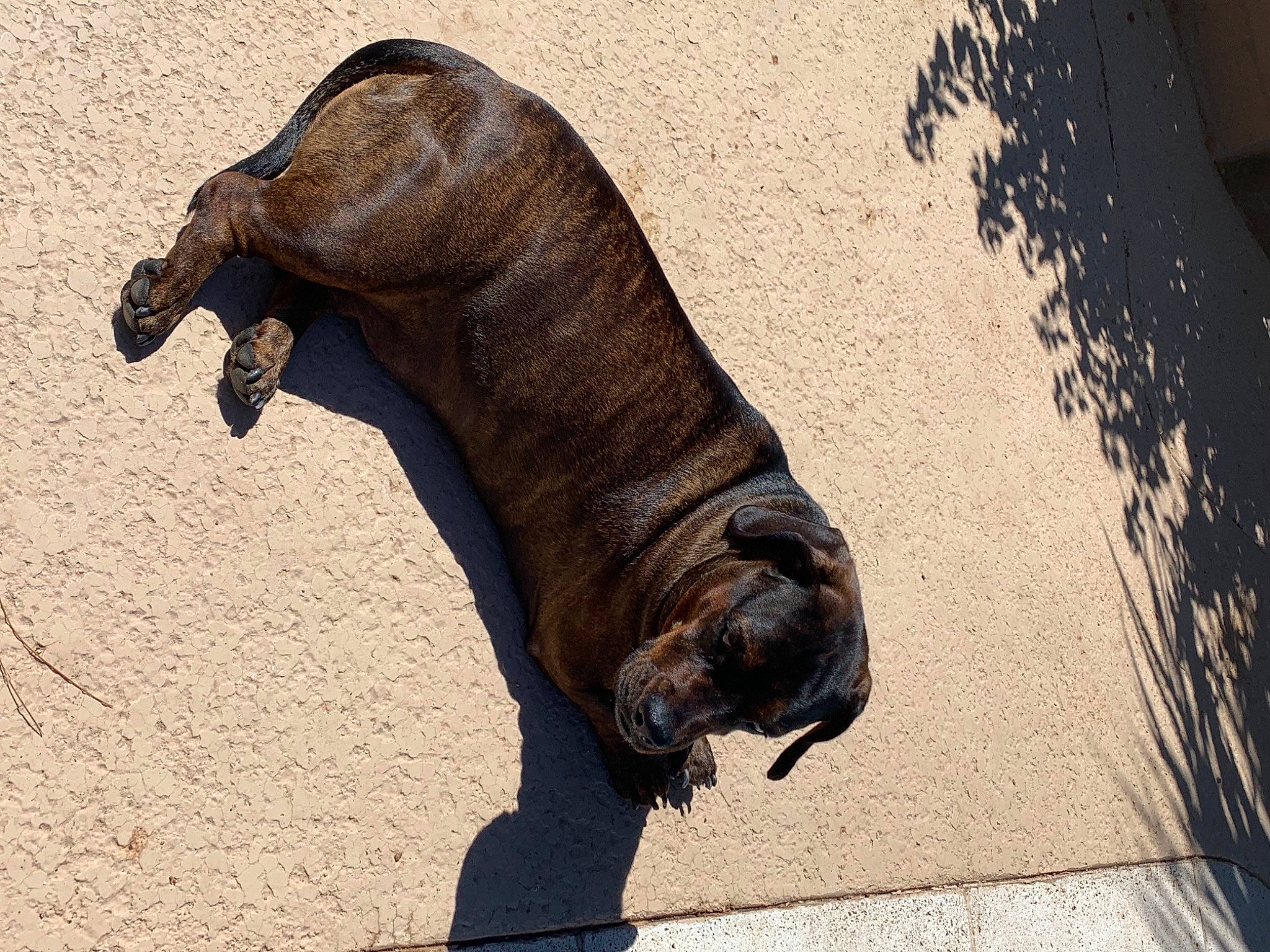 Jack is registered to the contest to win money with this photo: big_cats, california_sea_lion, canidae, carnivore, dog_breed, elephant, fawn, felidae, lion, liver, seal, snout, sporting_group, tail, terrestrial_animal, whiskers, window, wood, working_animal, wrinkle