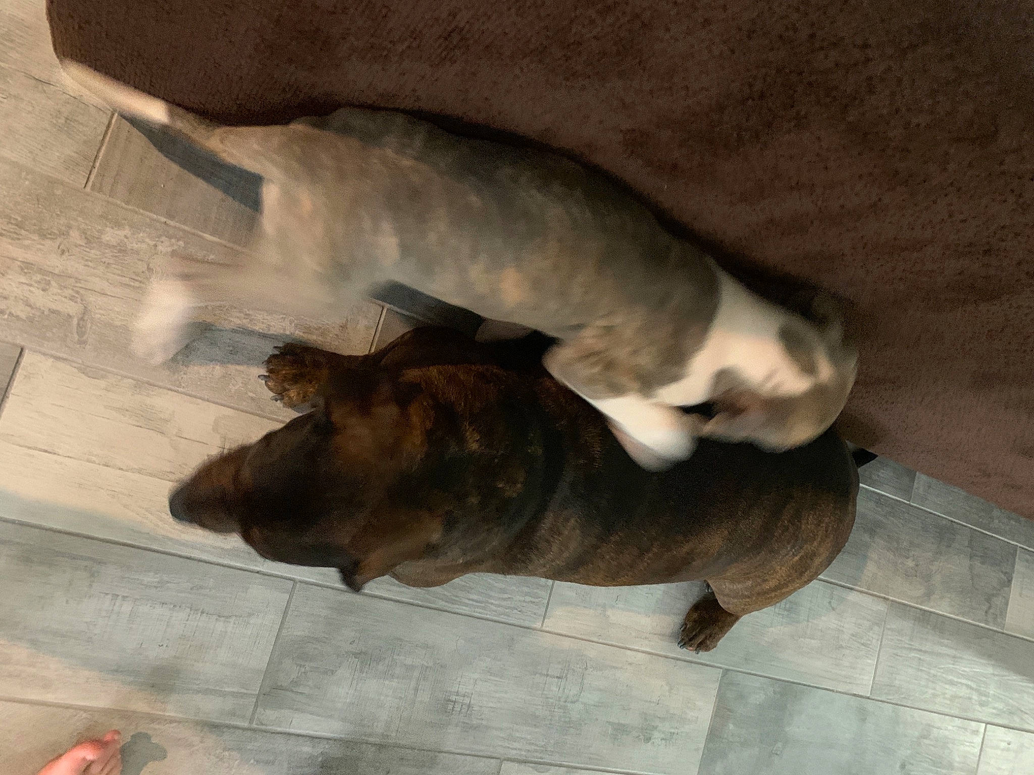 Jack is registered to the contest to win money with this photo: canidae, carnivore, comfort, companion_dog, dog, dog_breed, fawn, felidae, flooring, fur, guard_dog, hardwood, liver, paw, snout, sporting_group, tail, terrestrial_animal, wood, working_animal