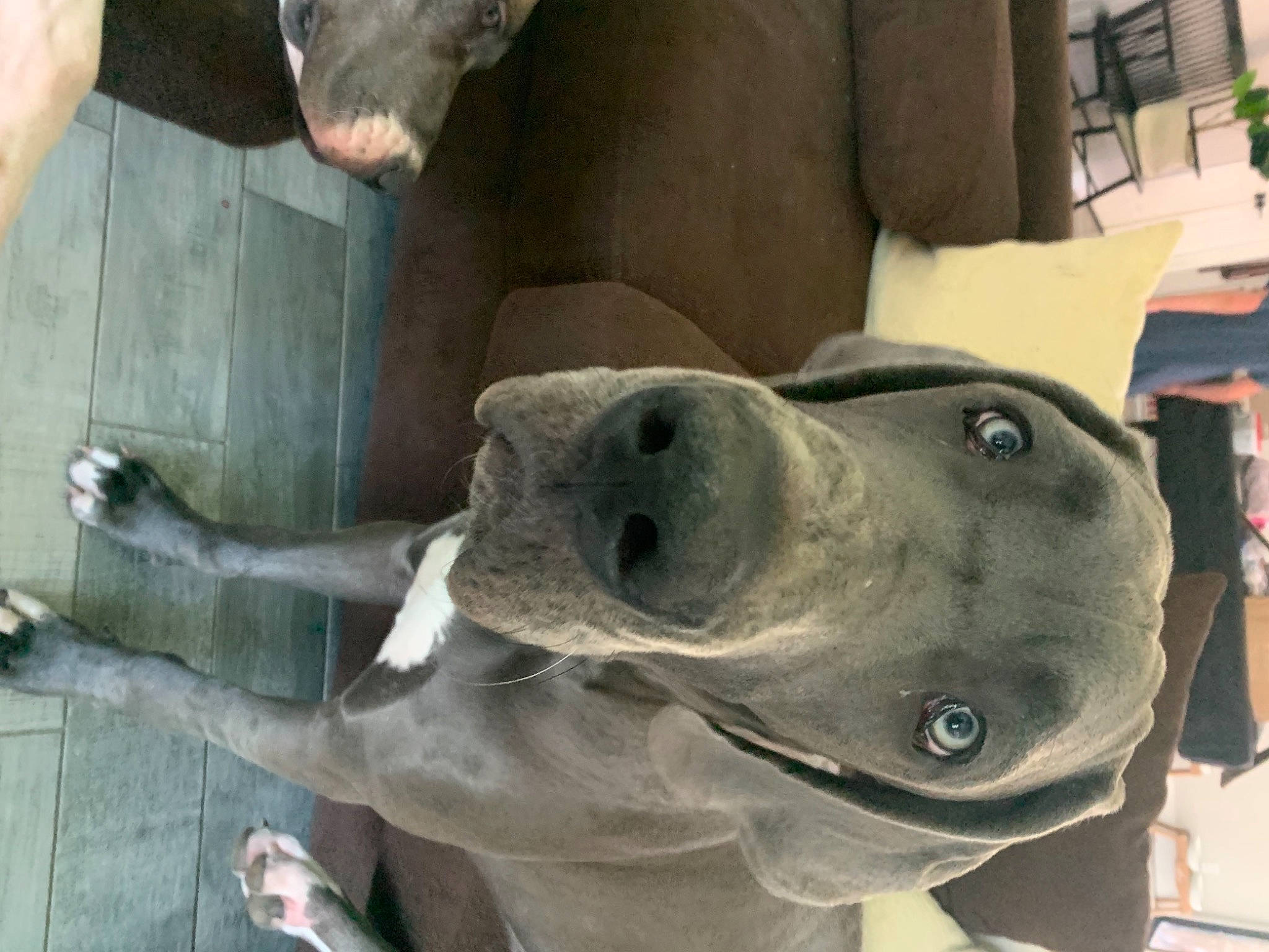 Remi is registered to the contest to win money with this photo: adventure, art, artifact, canidae, carnivore, carving, dog, dog_breed, fawn, helmet, jaw, metal, non_sporting_group, personal_protective_equipment, sculpture, snout, statue, terrestrial_animal, wood, working_animal