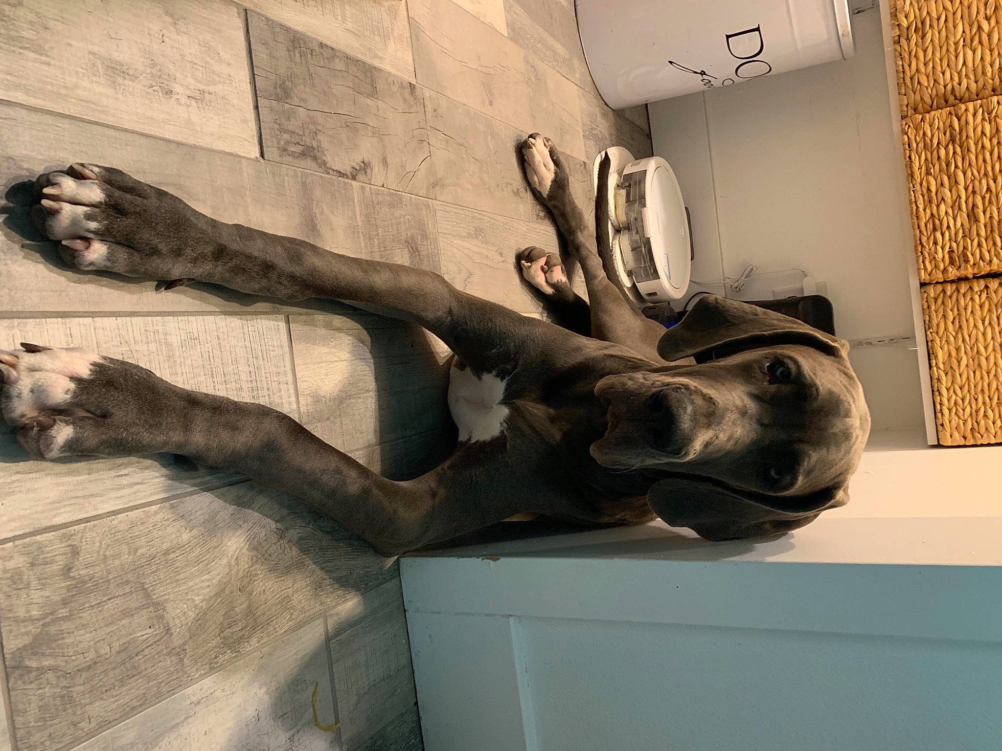 Remi is registered to the contest to win money with this photo: art, artifact, bronze_sculpture, carving, ceiling, classical_sculpture, extinction, fossil, gesture, horn, metal, plaster, room, sculpture, skeleton, statue, tourist_attraction, vertebrate, visual_arts, wood