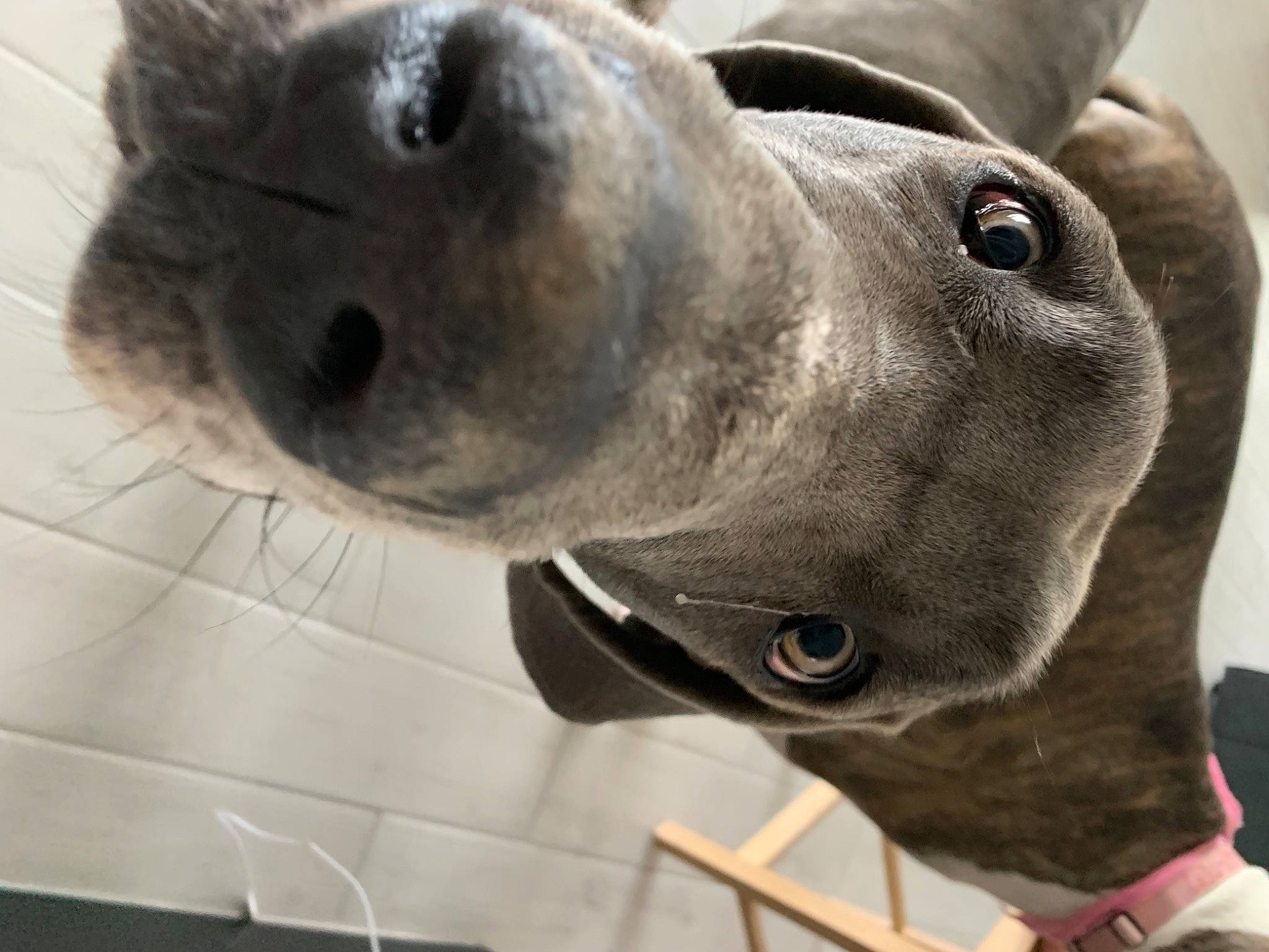 Remi joined the competition — help win amazing prizes! canidae, carnivore, collar, companion_dog, dog, dog_breed, dog_collar, fawn, great_dane, metal, non_sporting_group, pet_supply, pointer, pointing_breed, sculpture, snout, sporting_group, terrestrial_animal, whiskers, working_animal