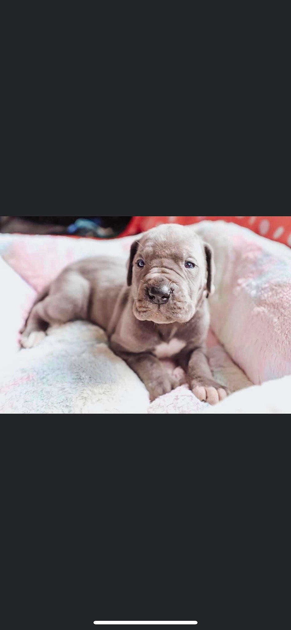 Remi joined the competition — help win amazing prizes! canidae, carnivore, comfort, companion_dog, dog, dog_breed, fawn, linens, liver, non_sporting_group, old_english_bulldog, portrait_photography, puppy, sitting, sporting_group, terrestrial_animal, wildlife, working_animal, wrinkle