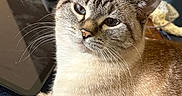 Miss Annie is registered to the contest to win money with this photo: cat, blue_eyes, tabby, whiskers, indoor, feline, pet, resting, close_up, fur, tablet, background_blur, domestic, relaxed, cozy, household, soft_light, portrait, animal, cute