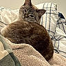 Miss Annie is registered to the contest to win money with this photo: cat, feline, pet, cozy, blanket, plaid, pillow, indoor, fur, sleepy, curious, resting, domestic_animal, cute, whiskers, ears, tail, soft, warm, comfortable