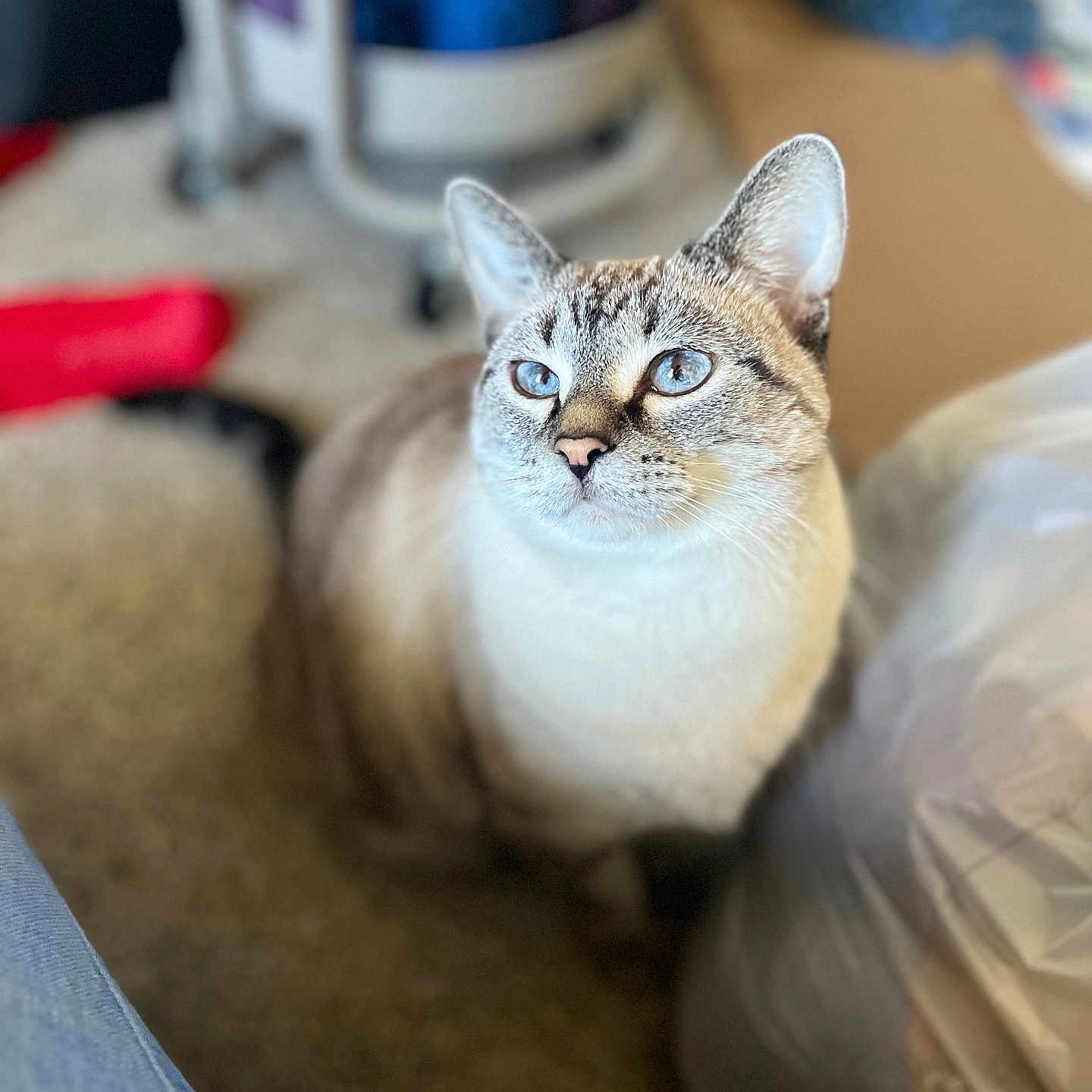 Miss Annie