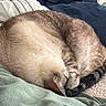 cat, sleeping, curled_up, fur, blanket, cushion, cozy, indoor, pet, resting, tabby, striped_tail, soft, relaxed, domestic_animal, feline, cute, napping, warm, comfortable
