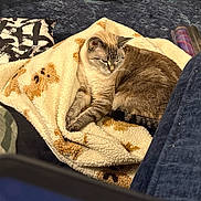 Miss Annie joined the competition — help win amazing prizes! cat, blanket, paw_prints, indoor, pet, feline, cozy, resting, fur, animal, cushion, fabric, toy, pattern, home, comfort, relaxed, domestic, sleepy, laying