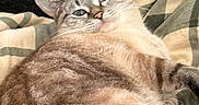 Miss Annie joined the competition — help win amazing prizes! animal, blanket, cat, cozy, cute, domestic_cat, ears, face, feline, fur, indoor, lying_down, pet, plaid, relaxed, resting, sleepy, striped, tabby, whiskers