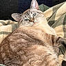Miss Annie joined the competition — help win amazing prizes! cat, feline, pet, animal, fur, tabby, striped, relaxed, resting, blanket, plaid, cozy, indoor, cute, whiskers, ears, face, lying_down, sleepy, domestic_cat