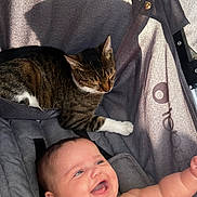 Isabella is registered to the contest to win money with this photo: baby, cat, stroller, smiling, happy, tabby_cat, animal, child, indoor, pet, cute, infant, relaxed, light, shadow, person, fur, playful, comfort, cozy
