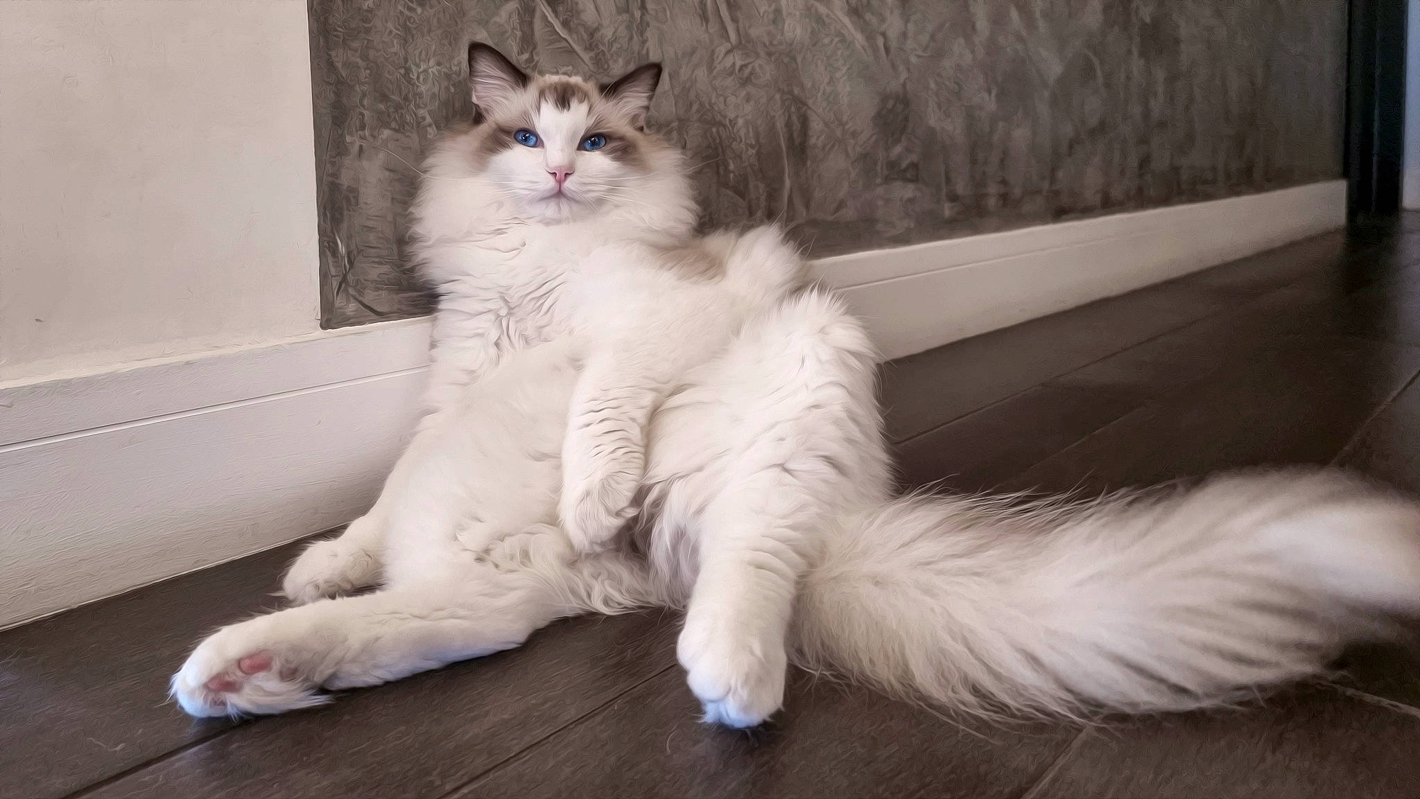 Teddy a rejoint le concours — aidez-le/la à gagner de superbes lots ! carnivore, cat, claw, comfort, domestic_short_haired_cat, eye, felidae, flooring, foot, fur, human_leg, lap, nap, paw, sitting, small_to_medium_sized_cats, snout, tail, toe, whiskers