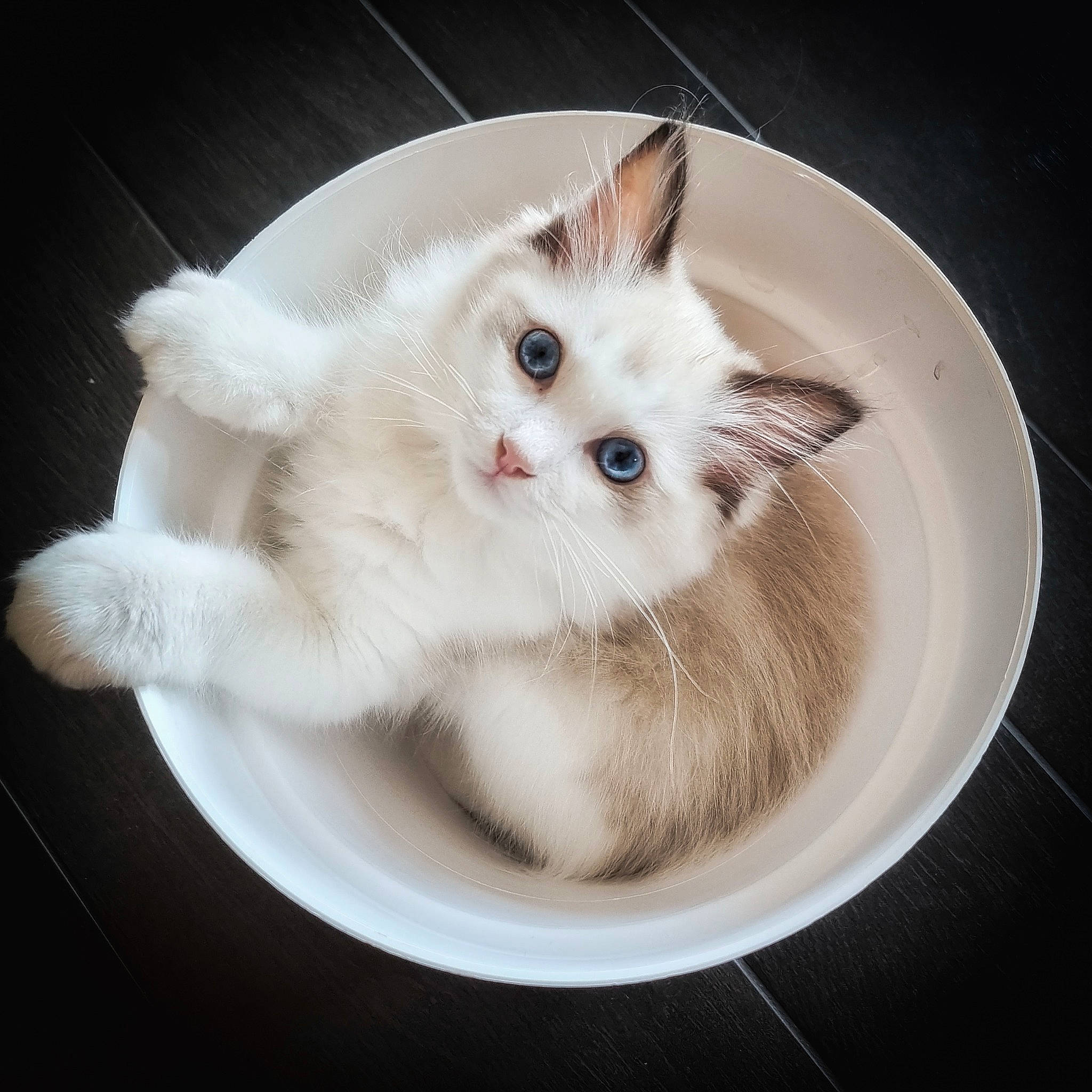 Teddy a rejoint le concours — aidez-le/la à gagner de superbes lots ! carnivore, cat, cat_supply, claw, comfort, domestic_short_haired_cat, felidae, fur, iris, paw, pet_supply, photo_caption, small_to_medium_sized_cats, snout, tail, whiskers