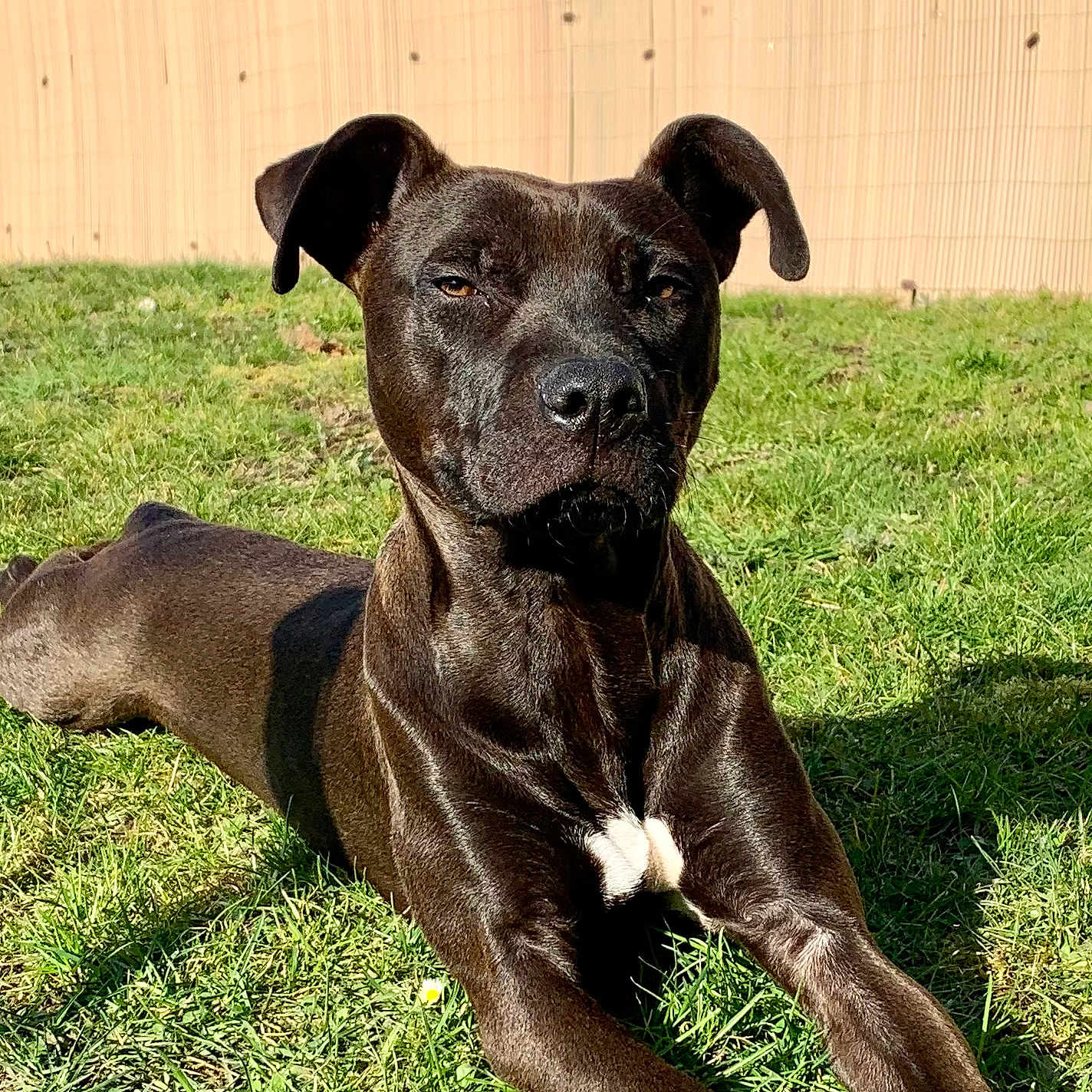 Raya participe au concours pour gagner de l'argent avec cette photo : animal, backyard, ball, boxer, bulldog, canine, dog, football, frenchbulldog, grass, greatdane, lawn, nature, outdoors, pet, pitbull, plant, puppy, snout, yard