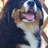 dog, bernese_mountain_dog, fluffy, portrait, outdoor, tongue_out, happy, pet, animal, cute, fur, black, brown, white, face, closeup, background, wooden_lattice, nature, canine